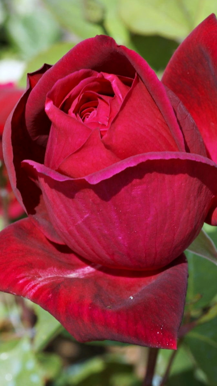 Скачати мобільні шпалери Природа, Квітка, Роза, Земля, Весна, Червона Троянда, Червона Квітка, Флауерзи безкоштовно.