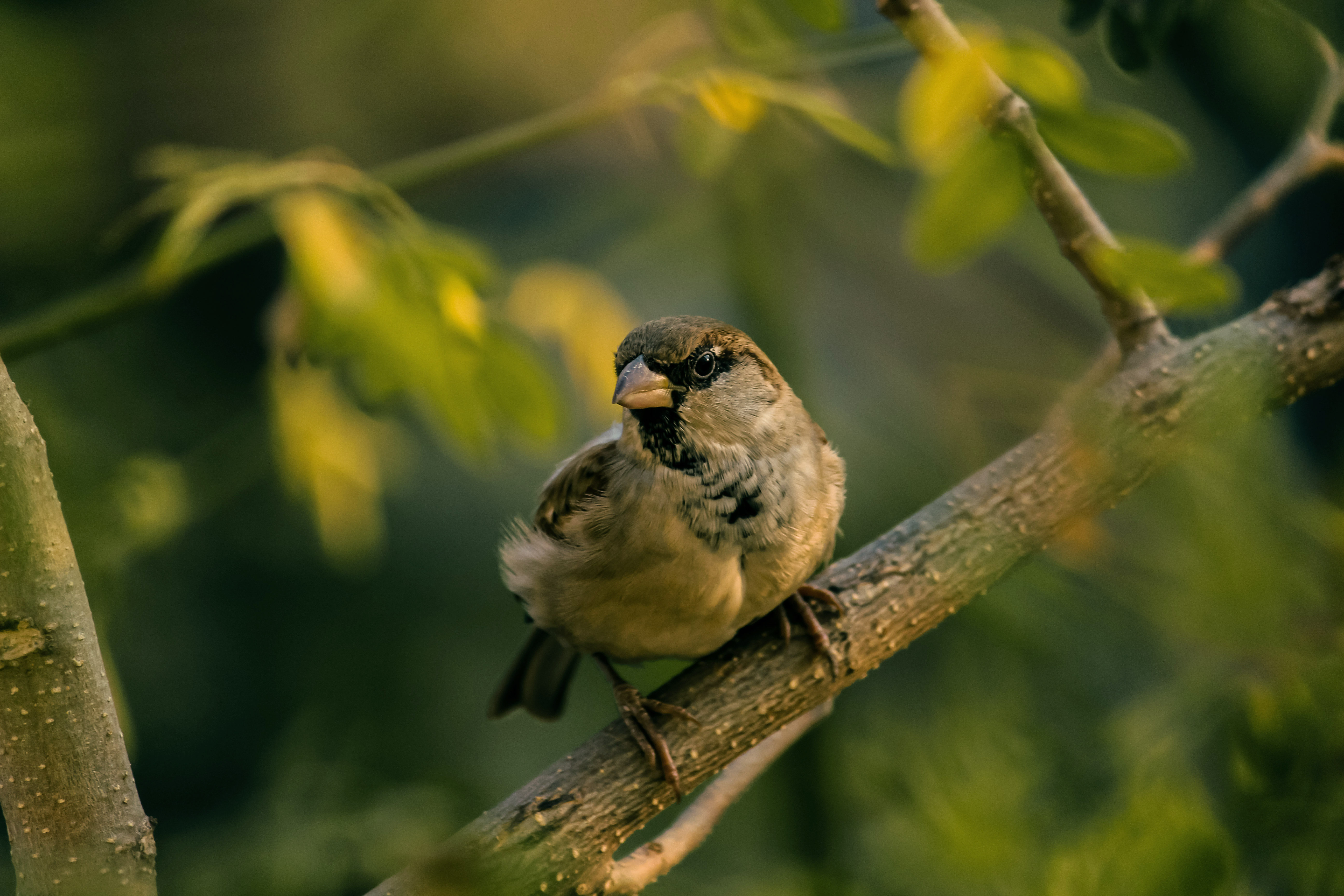 sparrow, blur, animals, bird, smooth