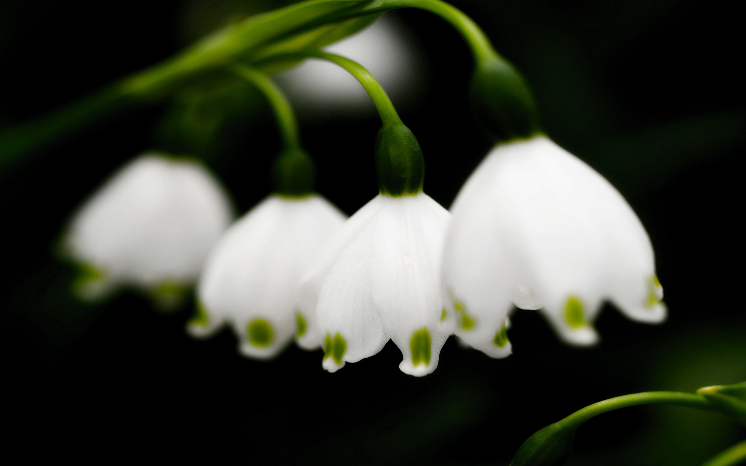 flowers, bluebells, lily of the valley, close up, spring