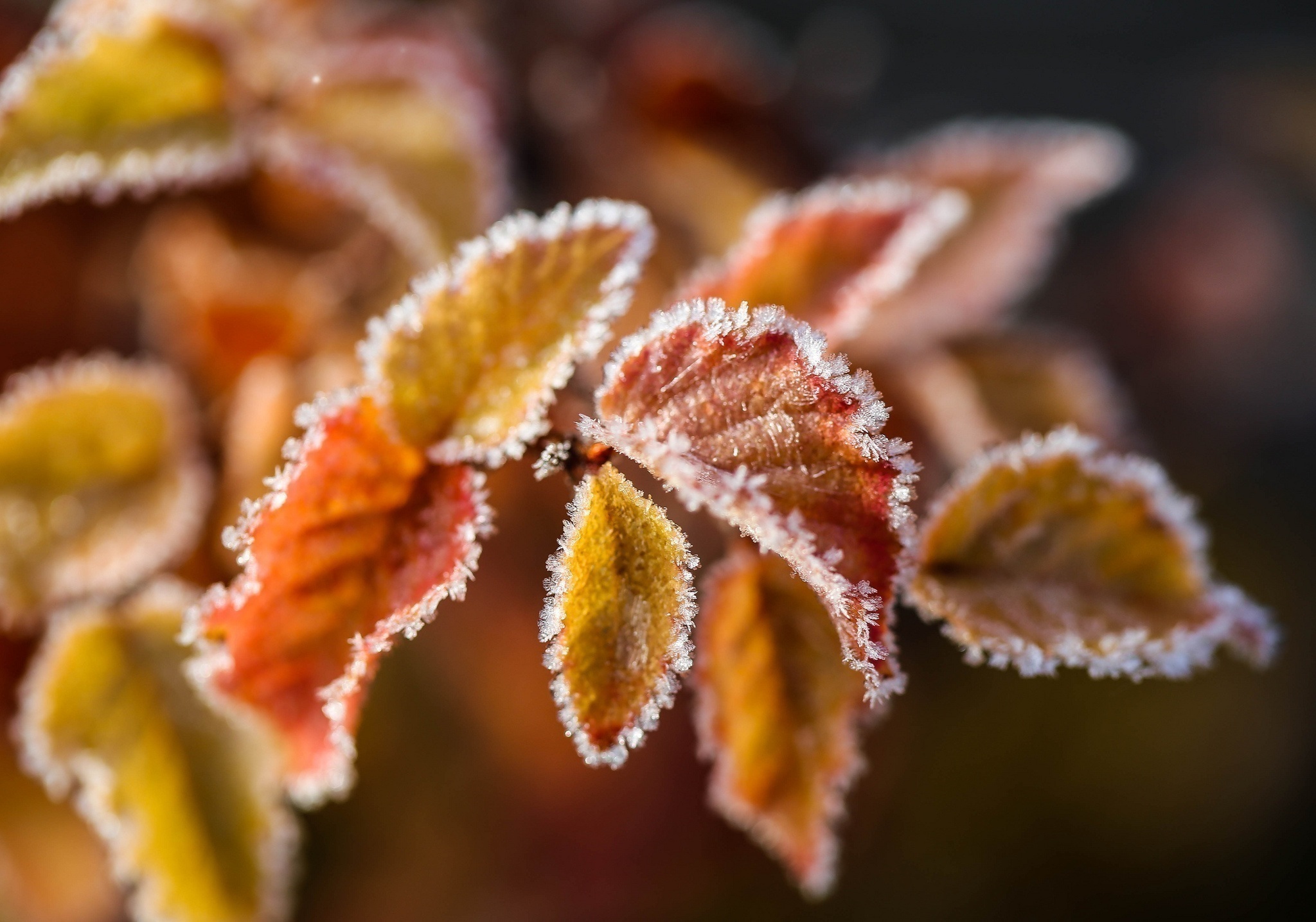 frost, leaves, macro, branch, hoarfrost HD wallpaper