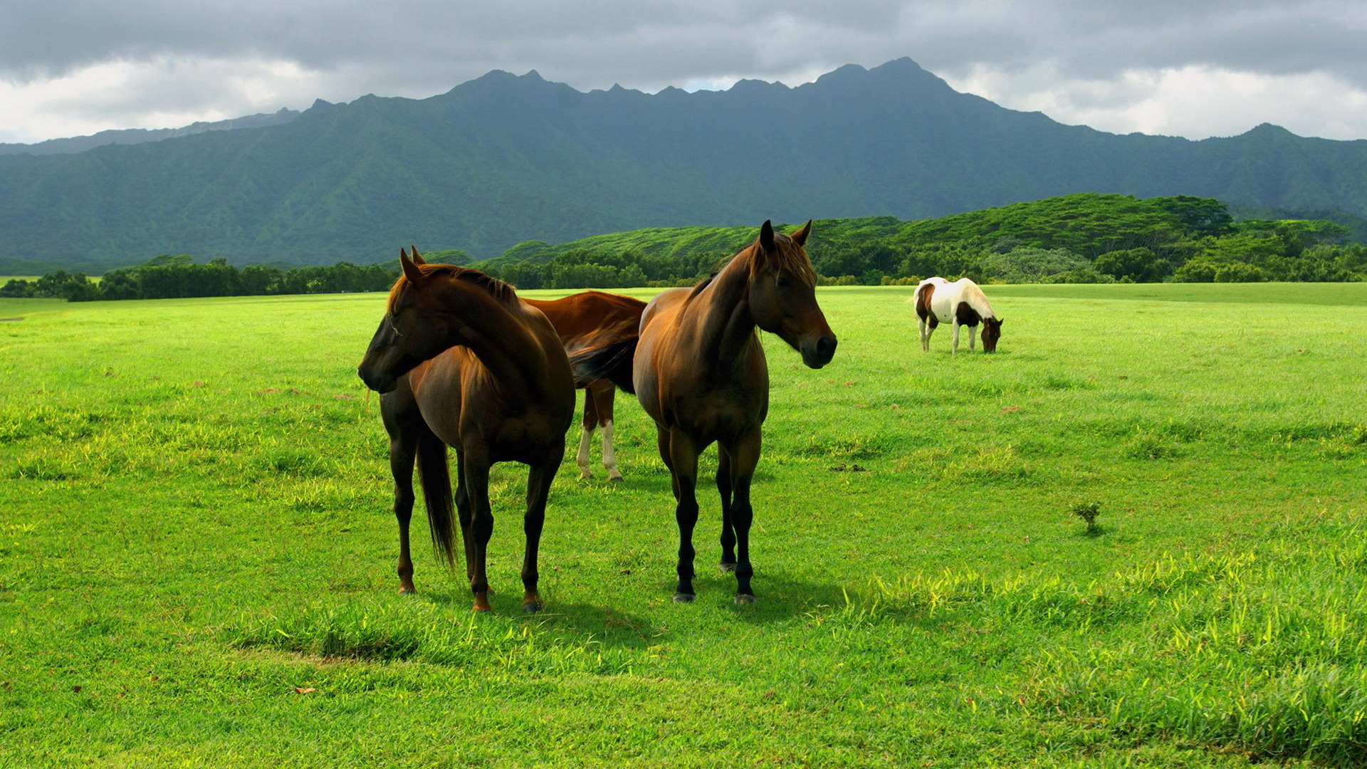 Free download wallpaper Animal, Horse on your PC desktop