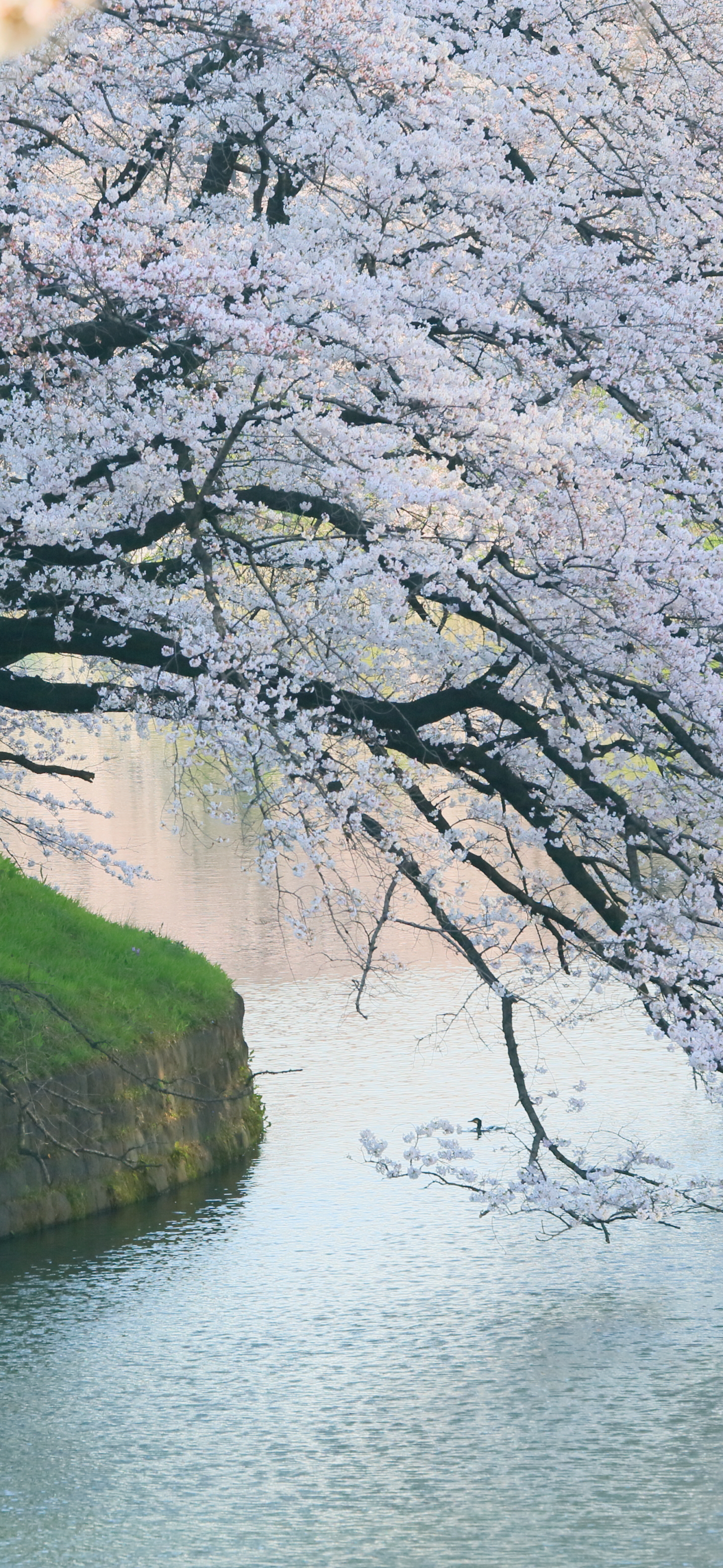 Handy-Wallpaper Sakura, Japan, Frühling, Kirschblüte, Erde/natur kostenlos herunterladen.