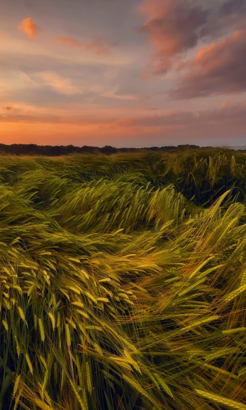 Download mobile wallpaper Sunset, Wheat, Earth, Field for free.