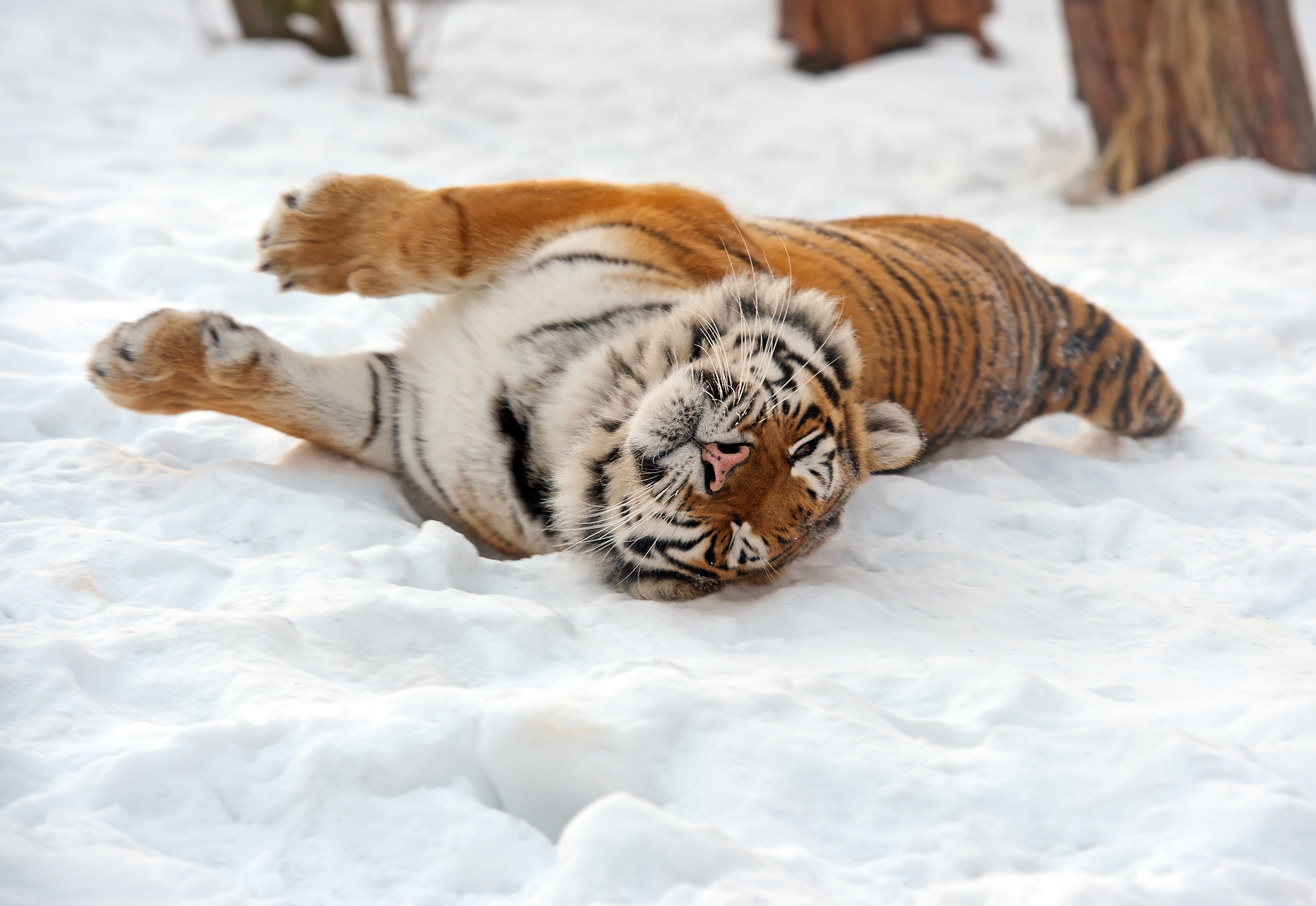 377203 Hintergrundbild herunterladen tiere, tiger, amur tiger, schnee, katzen - Bildschirmschoner und Bilder kostenlos