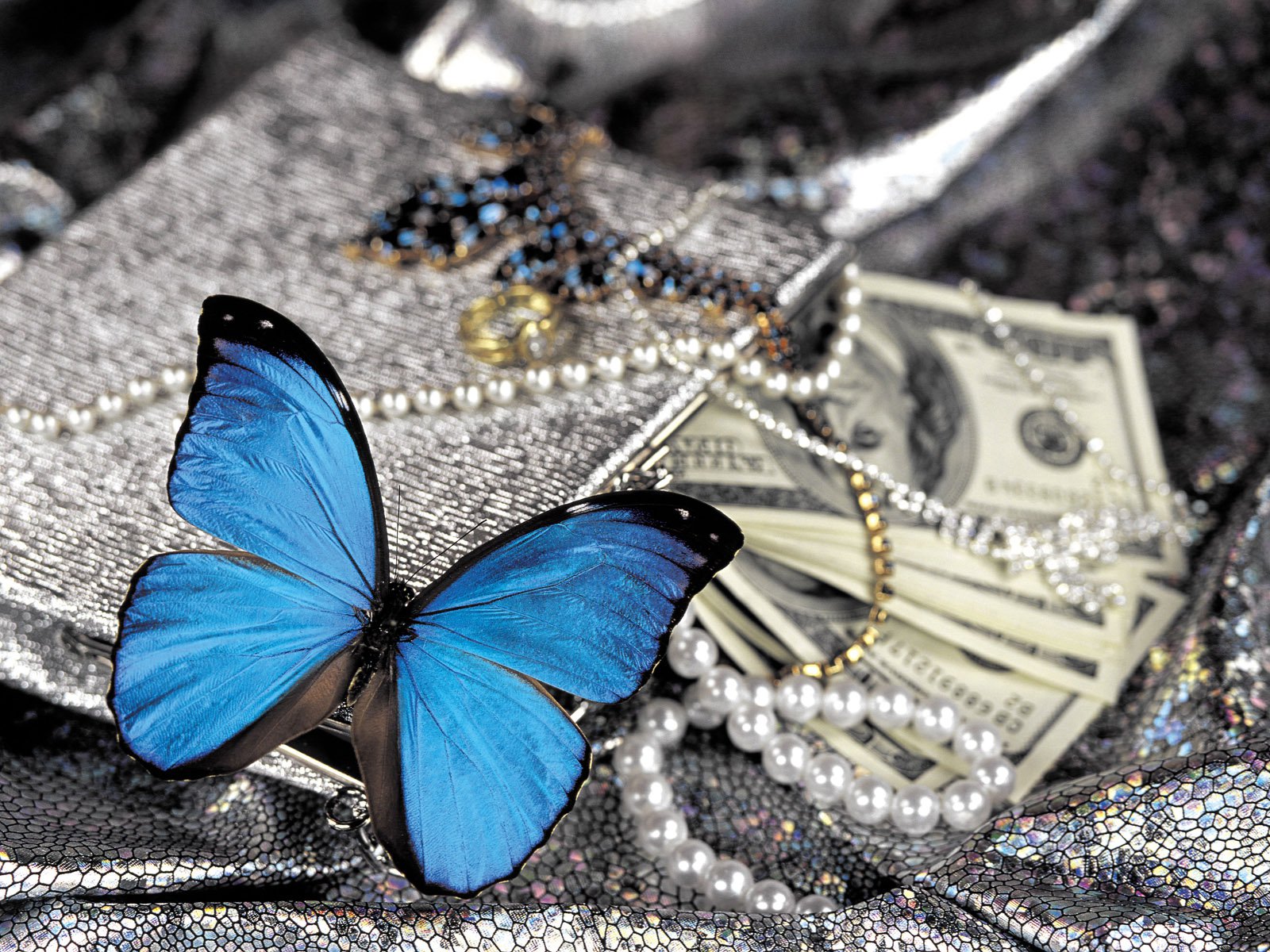animal, butterfly, blue, close up, jewelry, money, pearl