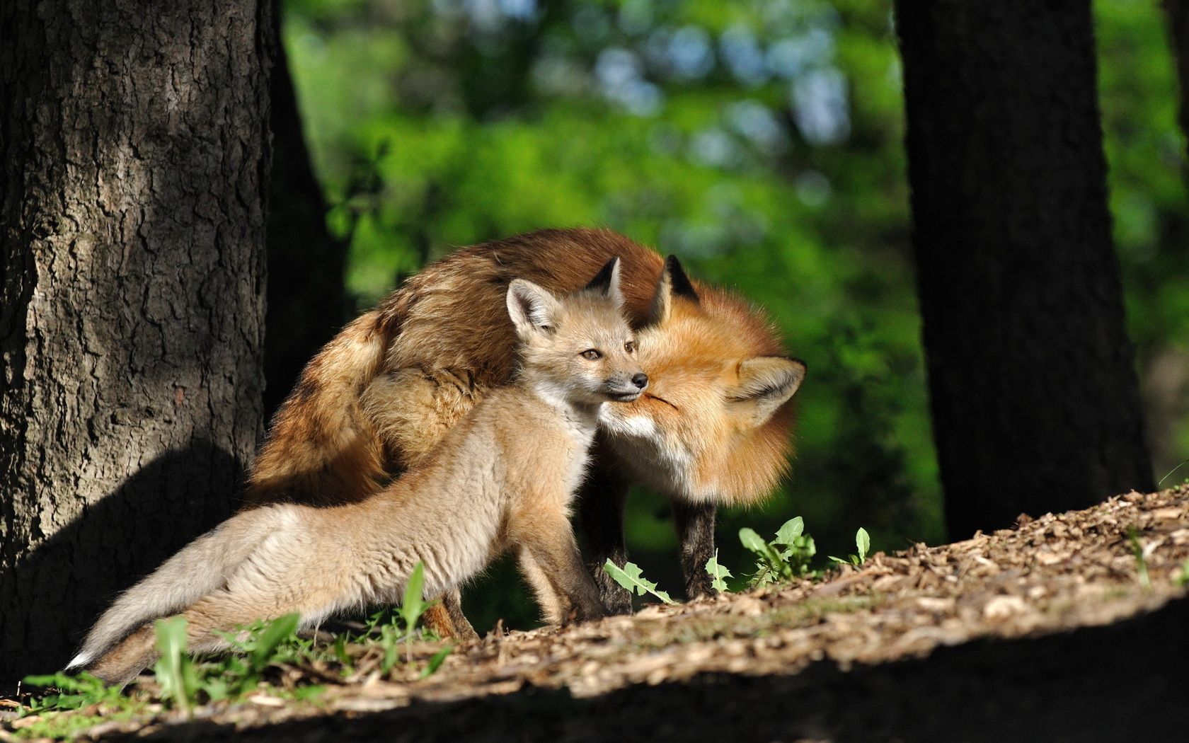 Download mobile wallpaper Young, Joey, Grass, Trees, Animals, Pair, Fox, Couple for free.
