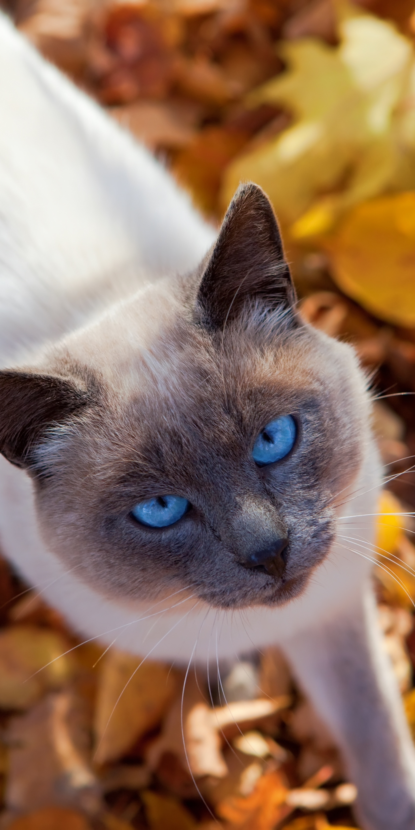 無料モバイル壁紙動物, ネコ, 猫, 見詰めるをダウンロードします。