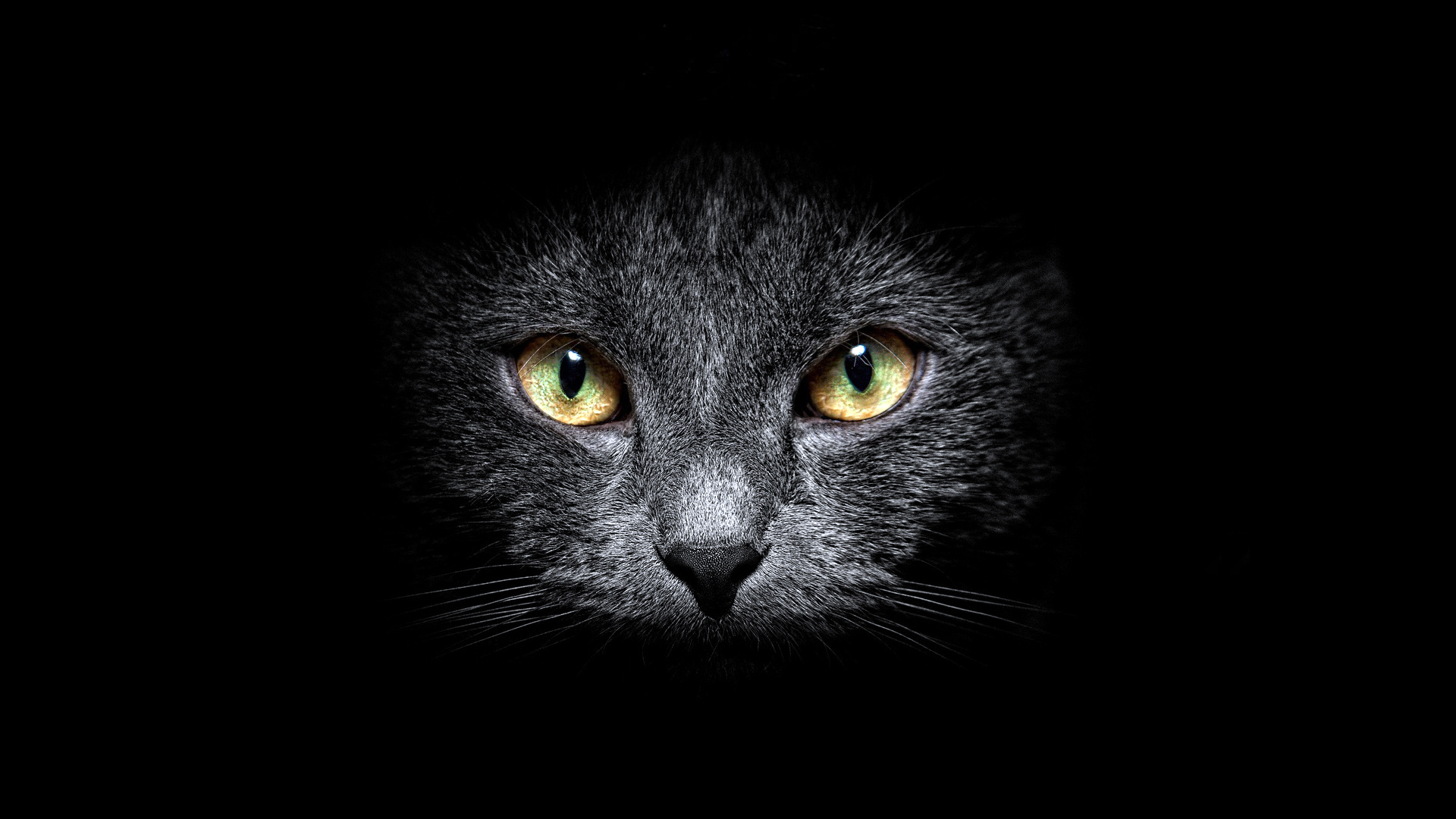 31047 descargar fondo de pantalla animales, gatos, negro: protectores de pantalla e imágenes gratis