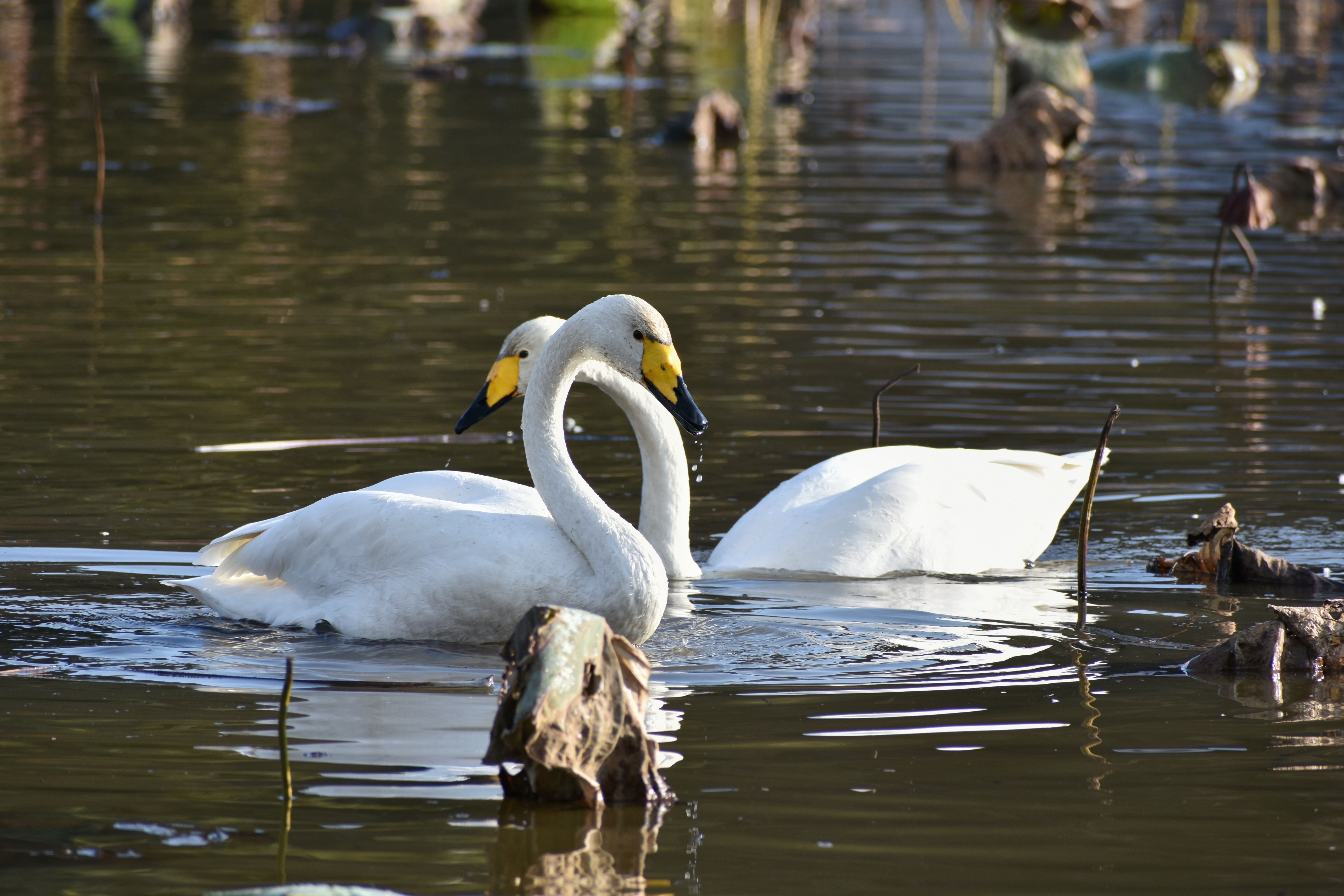 Baixe gratuitamente a imagem Animais, Aves, Pássaro, Cisne na área de trabalho do seu PC