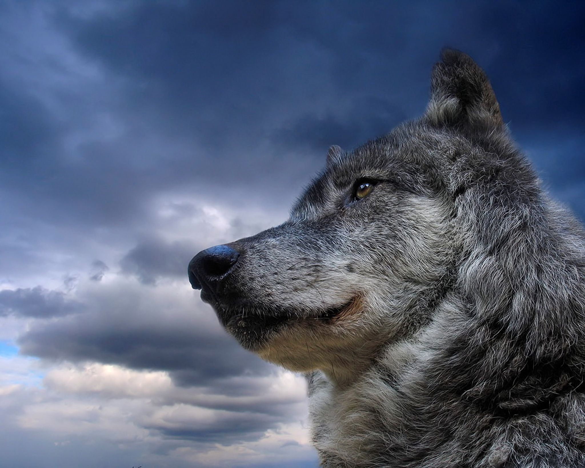 166637 baixar imagens lobos, animais, lobo cinza - papéis de parede e protetores de tela gratuitamente