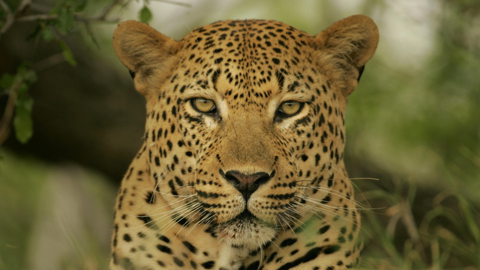 Baixar papel de parede para celular de Animais, Gatos, Leopardo gratuito.