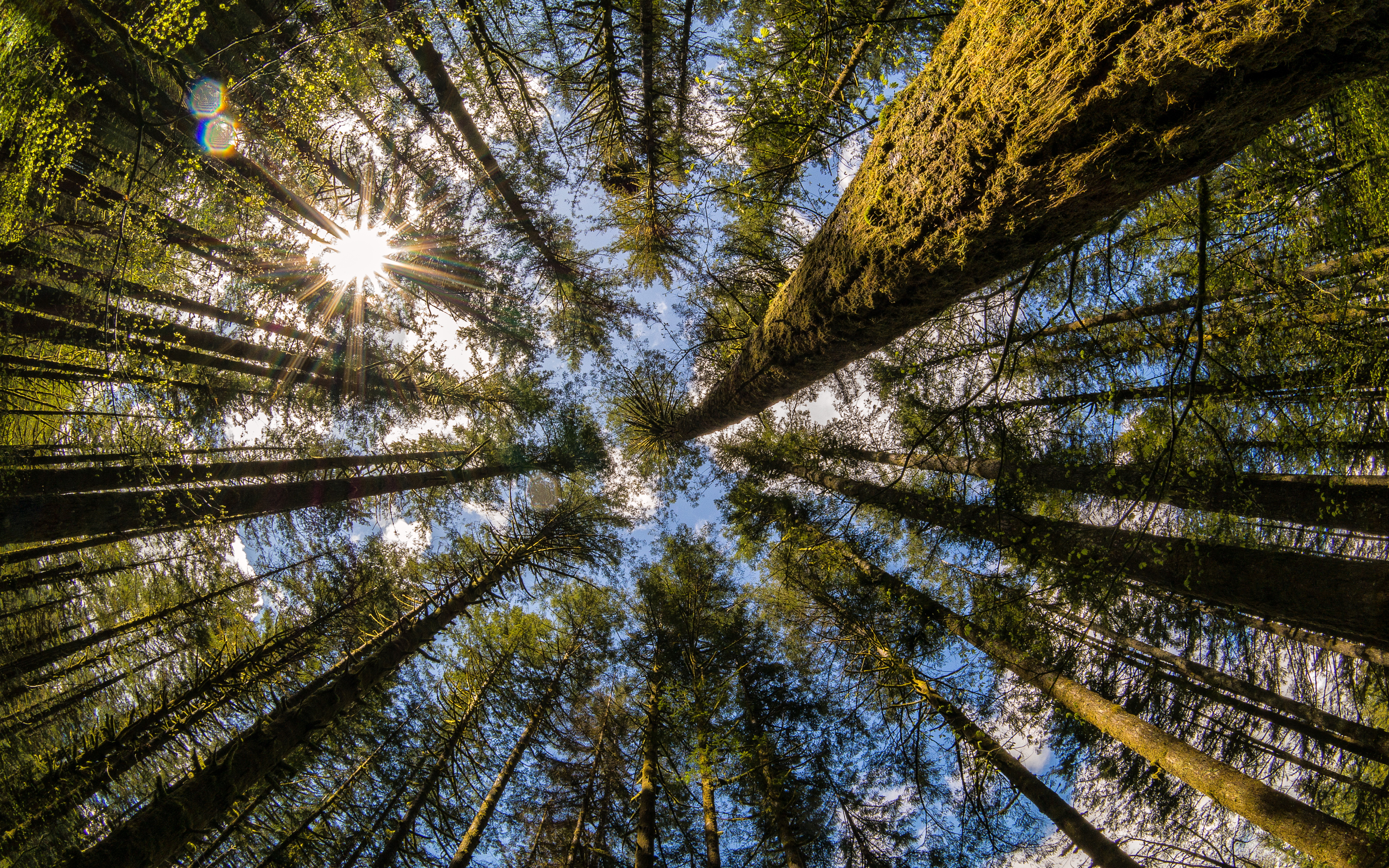 Téléchargez gratuitement l'image Des Arbres, Arbre, Terre/nature sur le bureau de votre PC