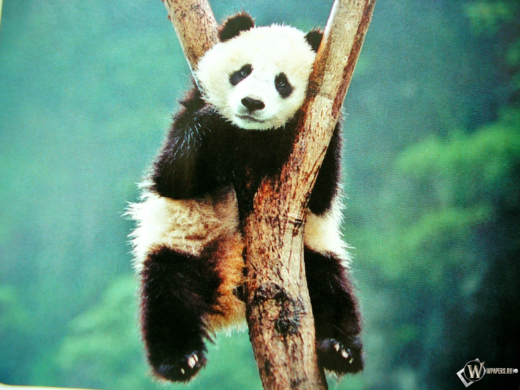 Скачати мобільні шпалери Тварина, Панда безкоштовно.