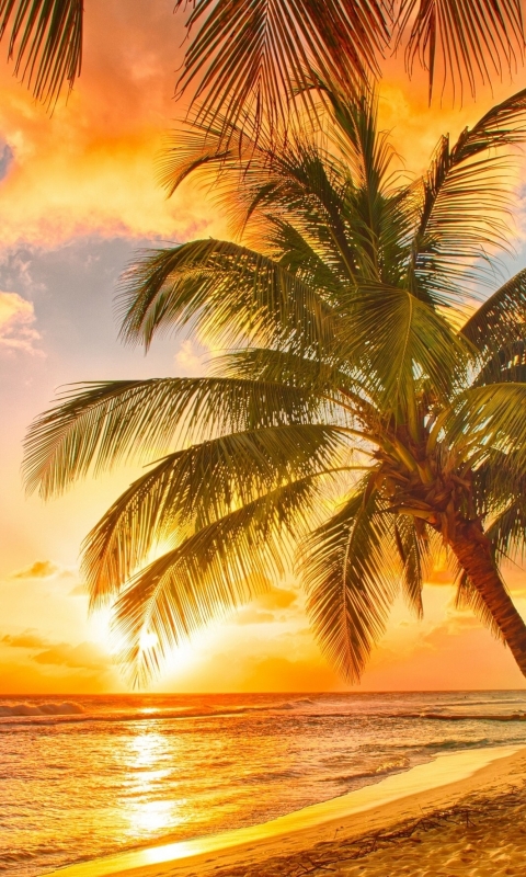 Téléchargez des papiers peints mobile Coucher De Soleil, Mer, Tropiques, Nuage, Ciel, Terre/nature, Palmier gratuitement.