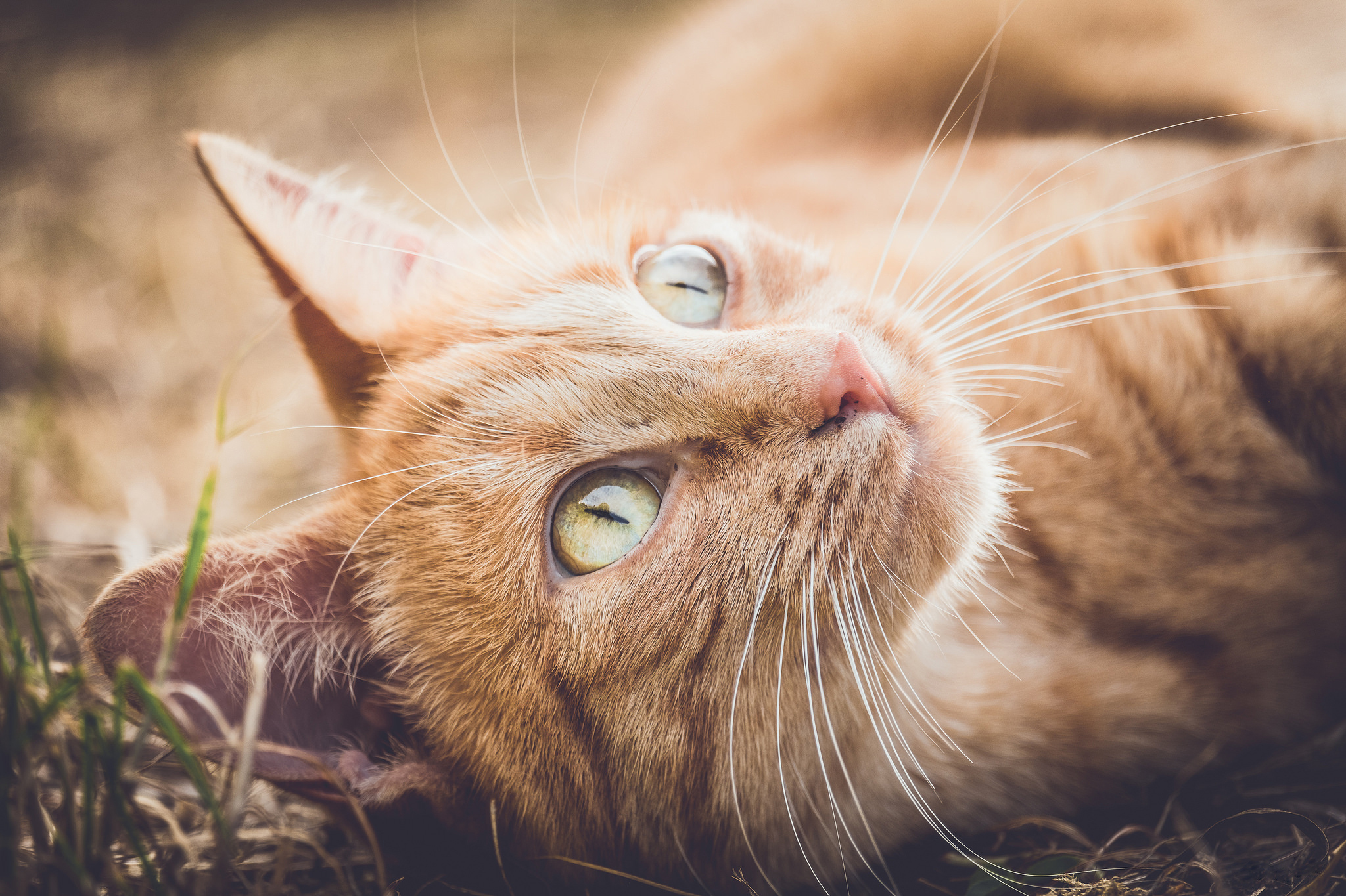 Descarga gratis la imagen Animales, Gatos, Gato, De Cerca, Cabeza, Ojo en el escritorio de tu PC