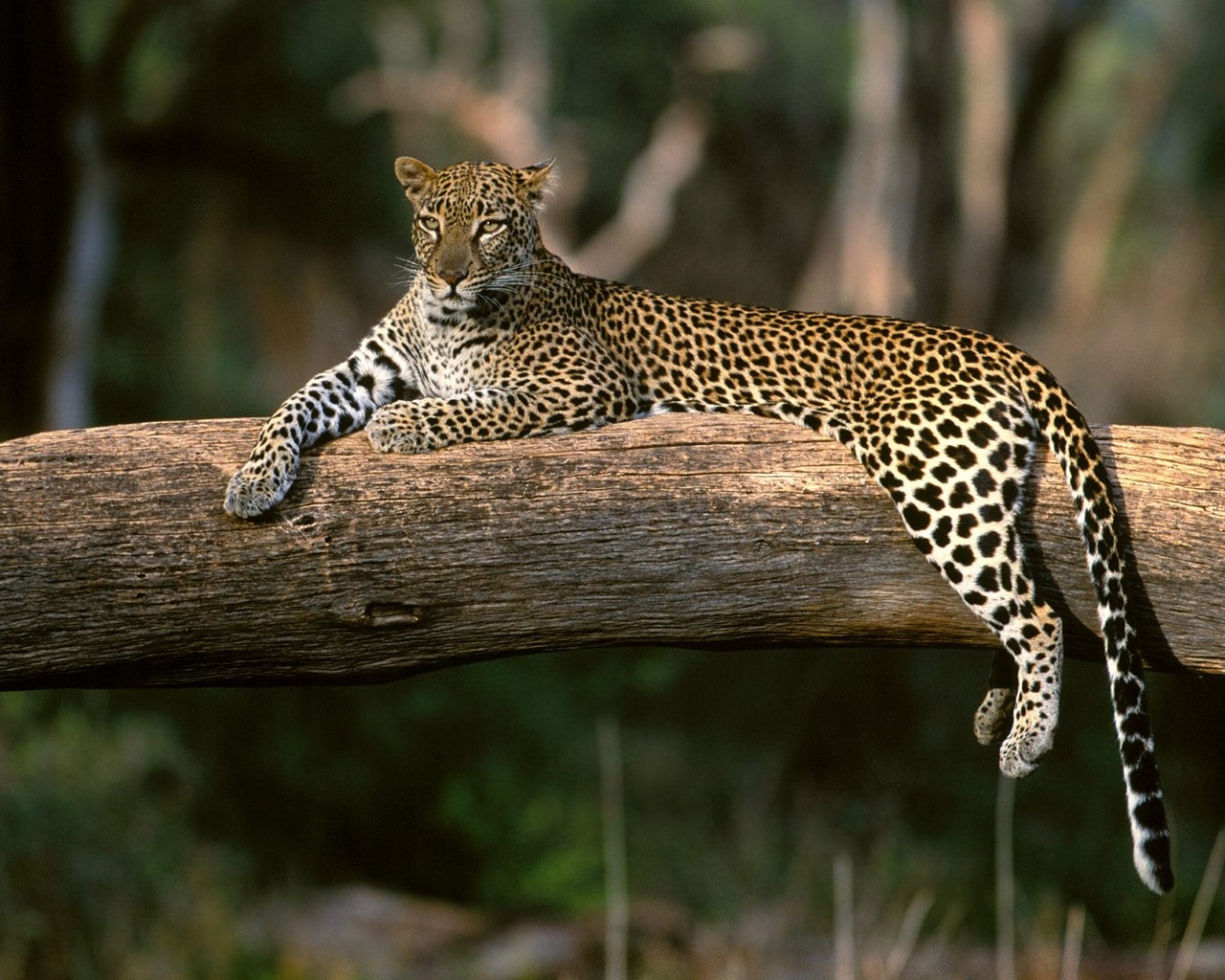 Free download wallpaper Leopard, Animal on your PC desktop