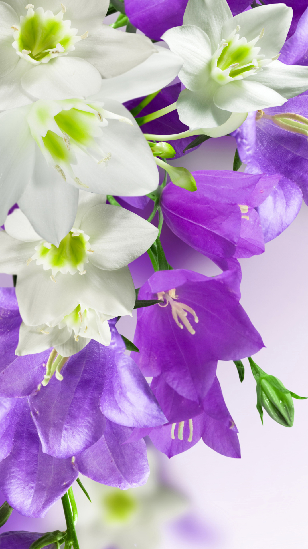 無料モバイル壁紙フラワーズ, 花, 閉じる, 地球, 白い花, 紫色の花, 桔梗をダウンロードします。