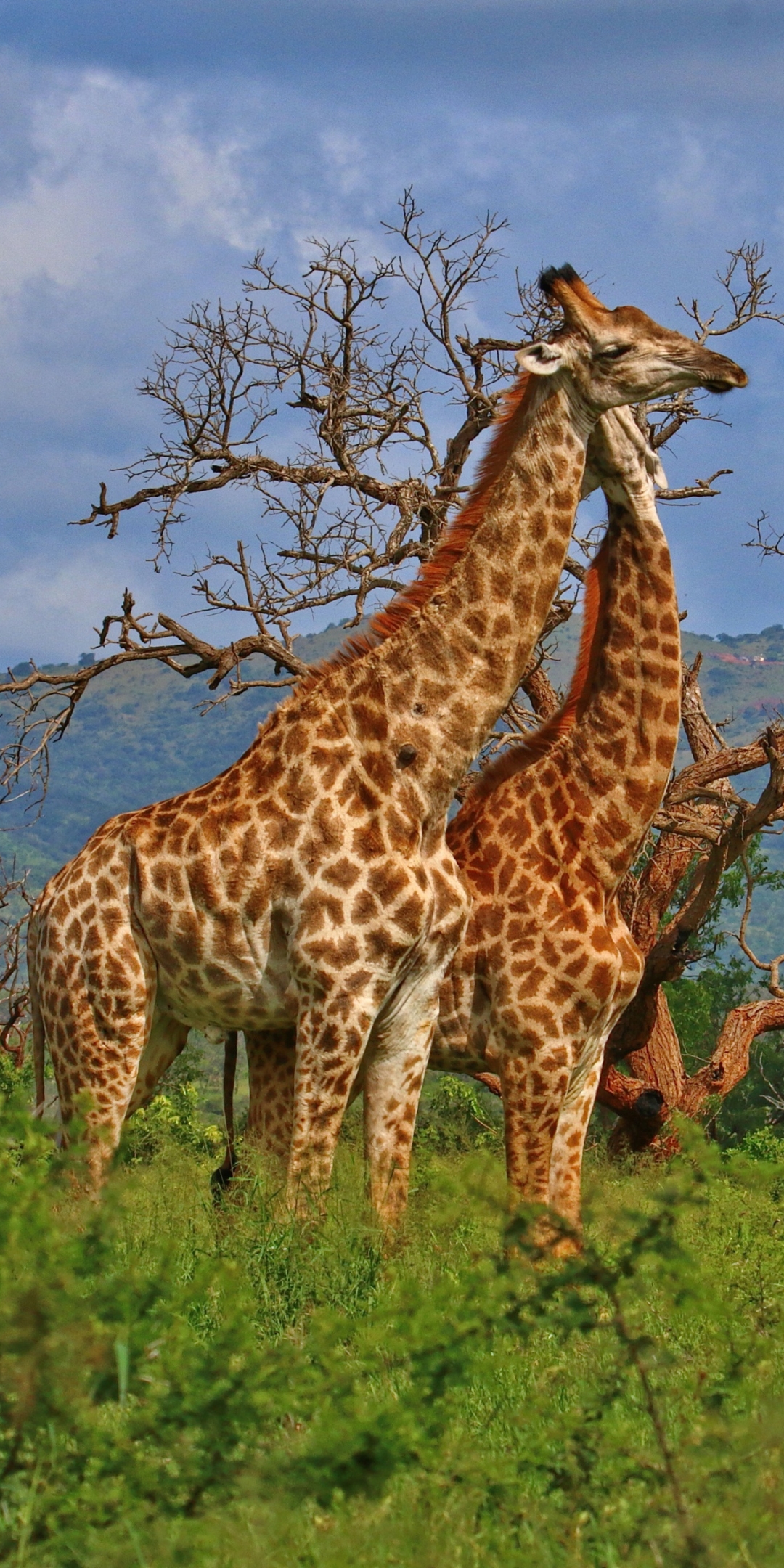 Handy-Wallpaper Tiere, Giraffe kostenlos herunterladen.