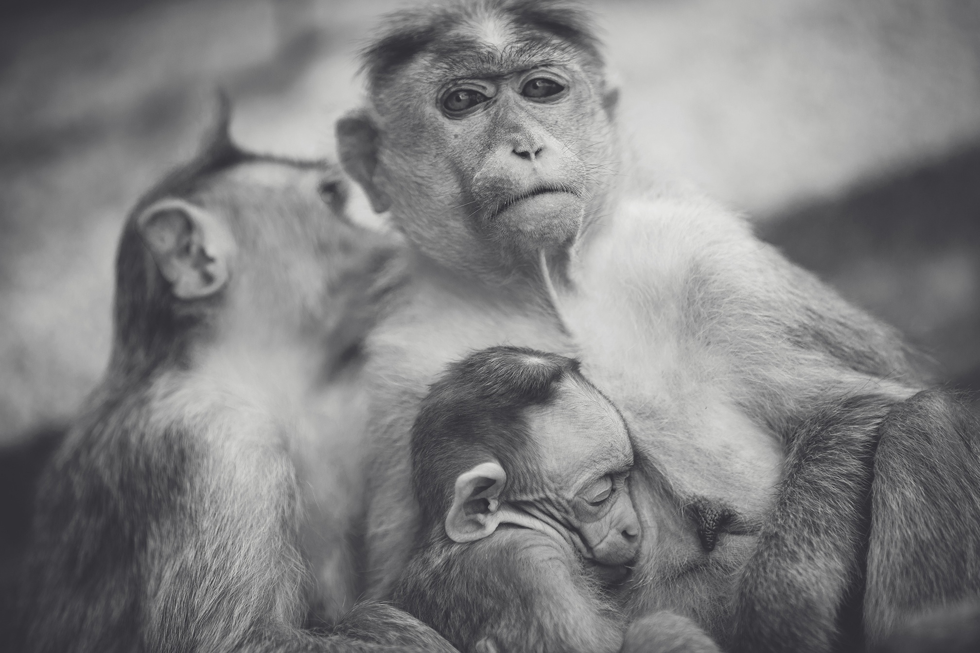 Free download wallpaper Monkeys, Monkey, Animal, Black & White, Baby Animal on your PC desktop