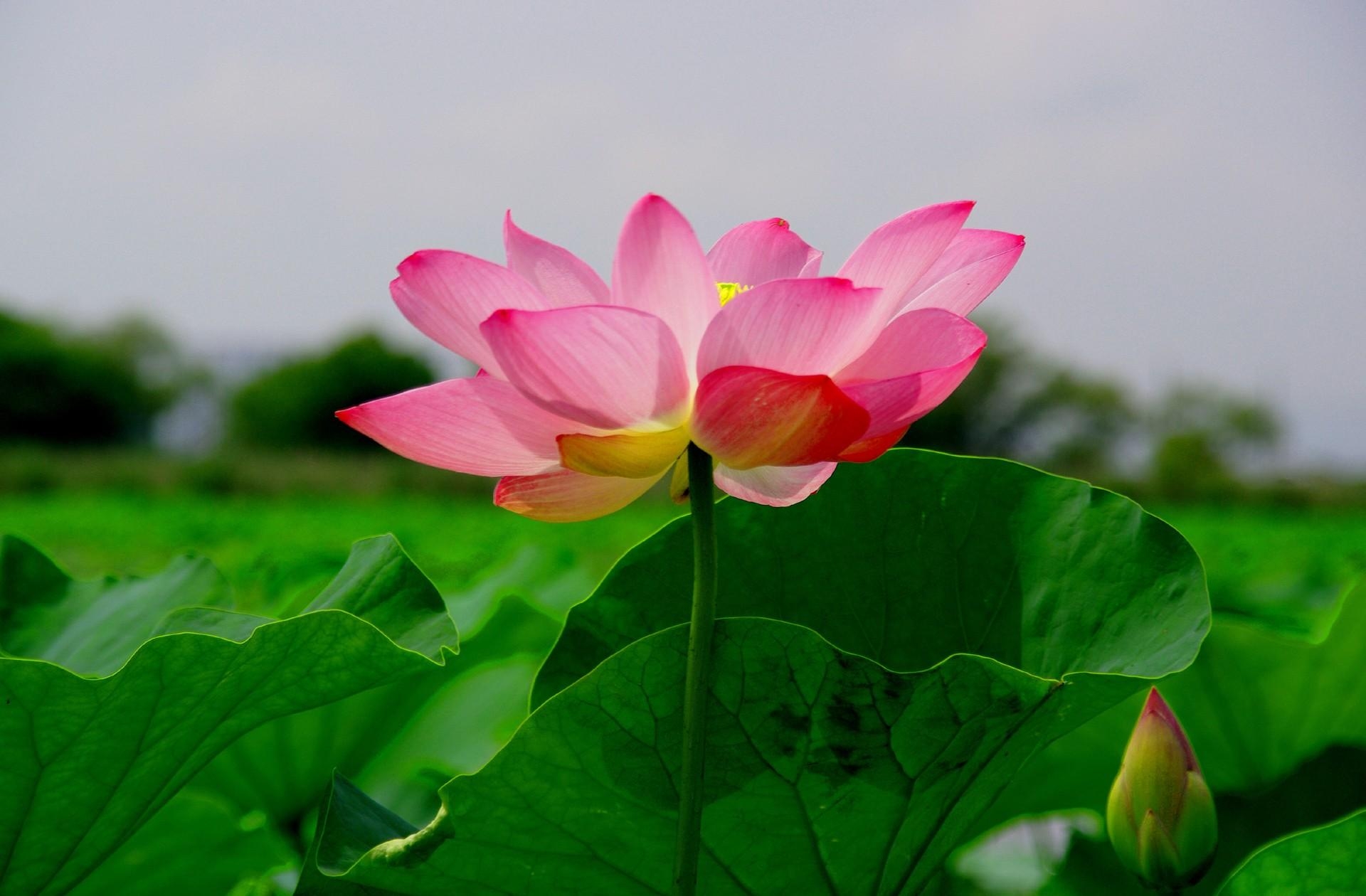 flowers, leaves, lotus, close up, greens Free Background