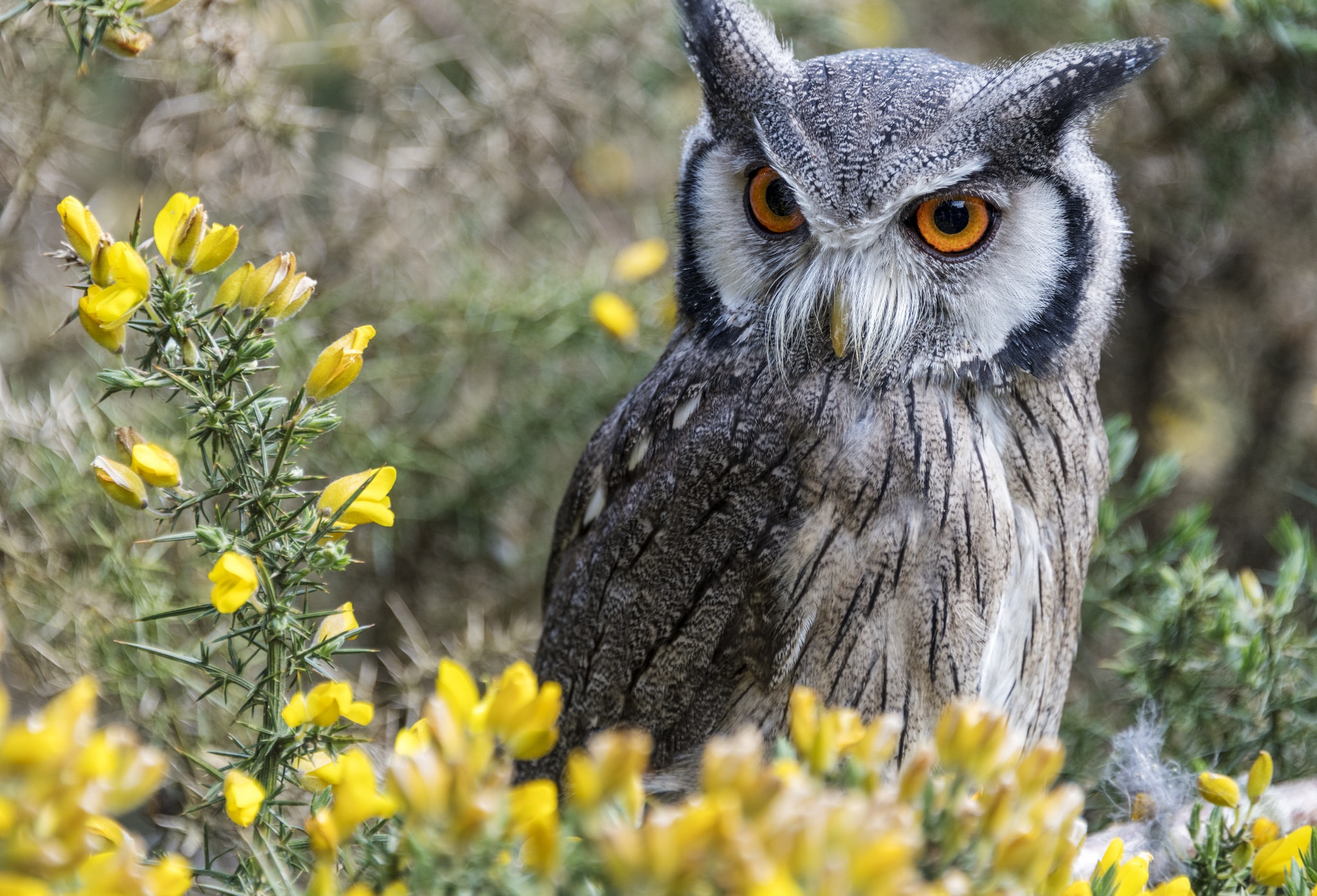 Free download wallpaper Birds, Owl, Bird, Animal, Yellow Flower on your PC desktop