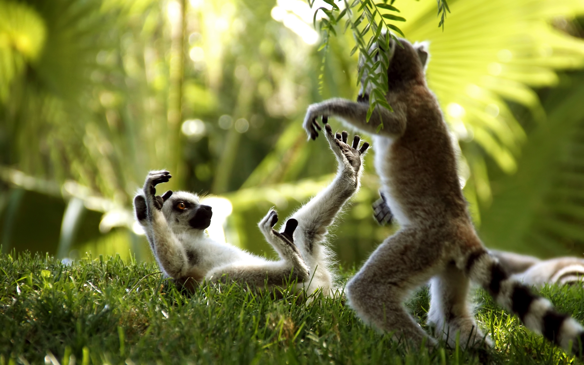 animals, lemurs