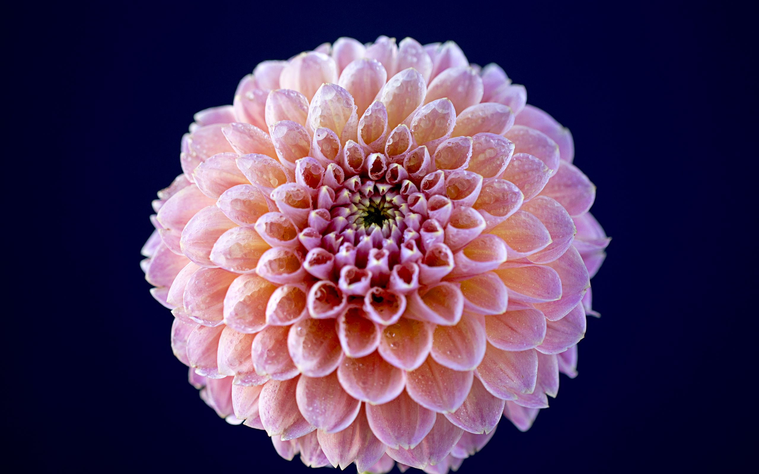 Free download wallpaper Flowers, Earth, Dahlia on your PC desktop