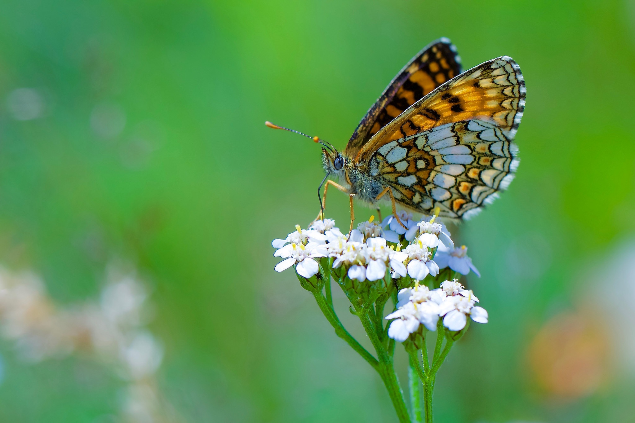 Laden Sie das Tiere, Schmetterlinge, Makro, Insekt, Weiße Blume-Bild kostenlos auf Ihren PC-Desktop herunter