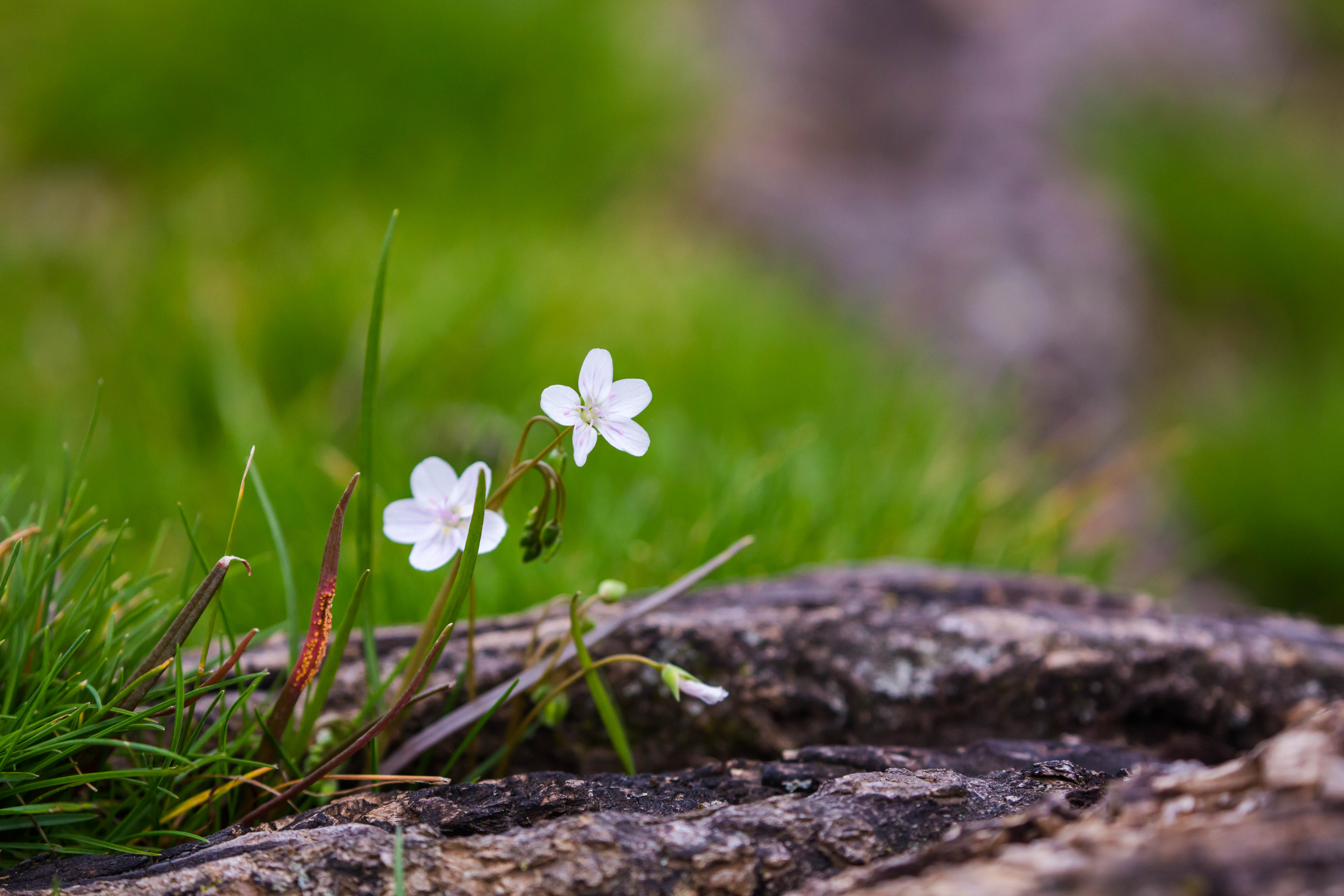 Download mobile wallpaper Grass, Petals, Macro, Flower, Spring for free.