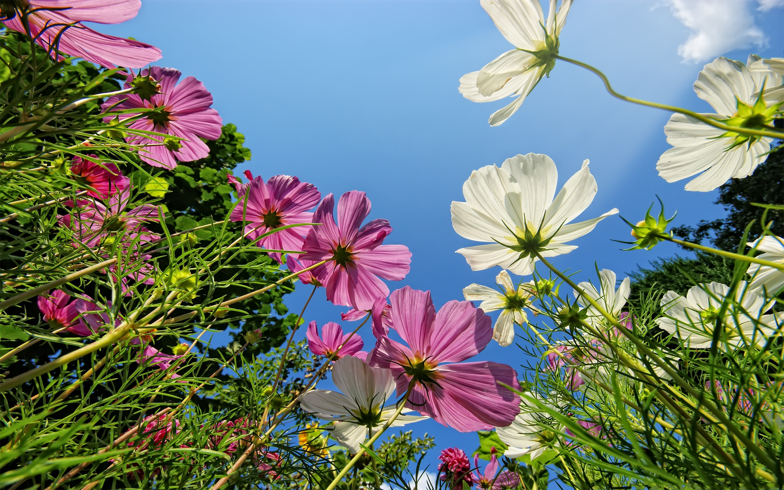 Handy-Wallpaper Blumen, Blume, Erde/natur kostenlos herunterladen.