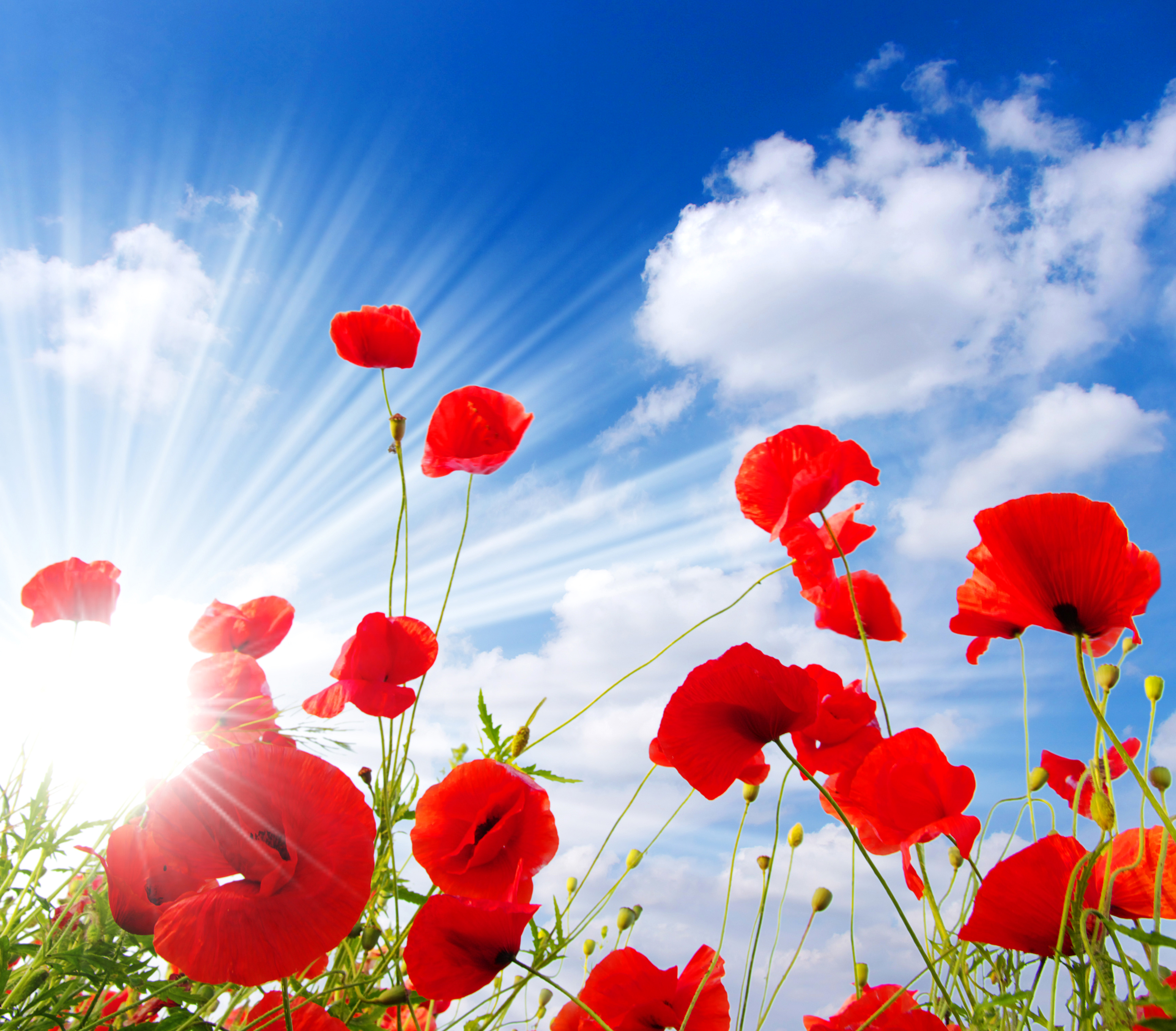 Laden Sie das Natur, Blumen, Mohn, Sommer, Blume, Himmel, Sonne, Sonnenstrahl, Rote Blume, Erde/natur-Bild kostenlos auf Ihren PC-Desktop herunter