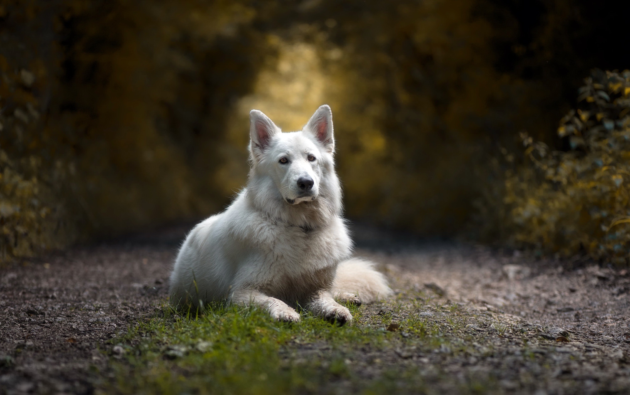 487011 Hintergrundbild herunterladen tiere, weißer schäferhund, tiefenschärfe, hund, hunde - Bildschirmschoner und Bilder kostenlos