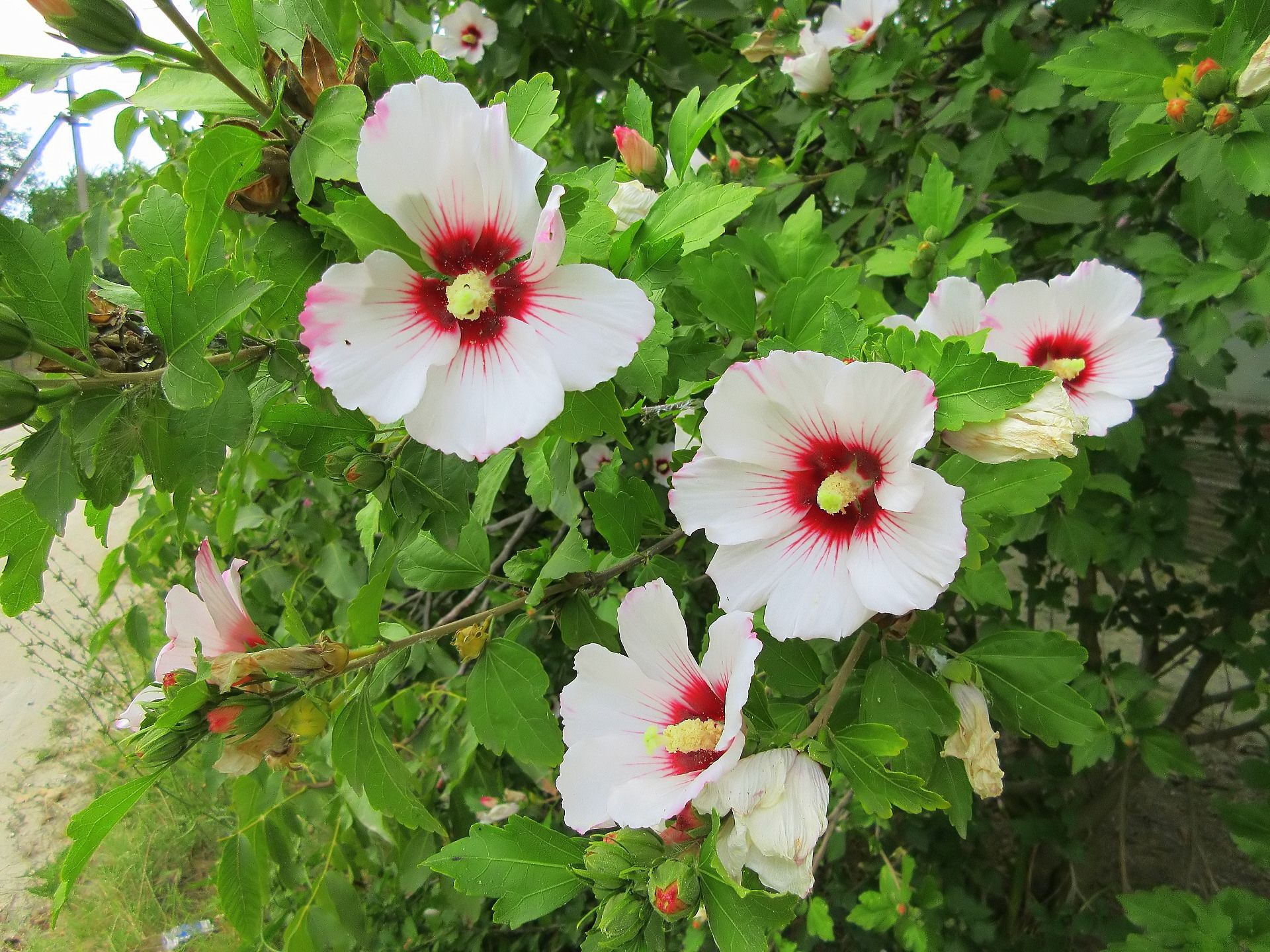 Free download wallpaper Flowers, Earth, Hibiscus on your PC desktop