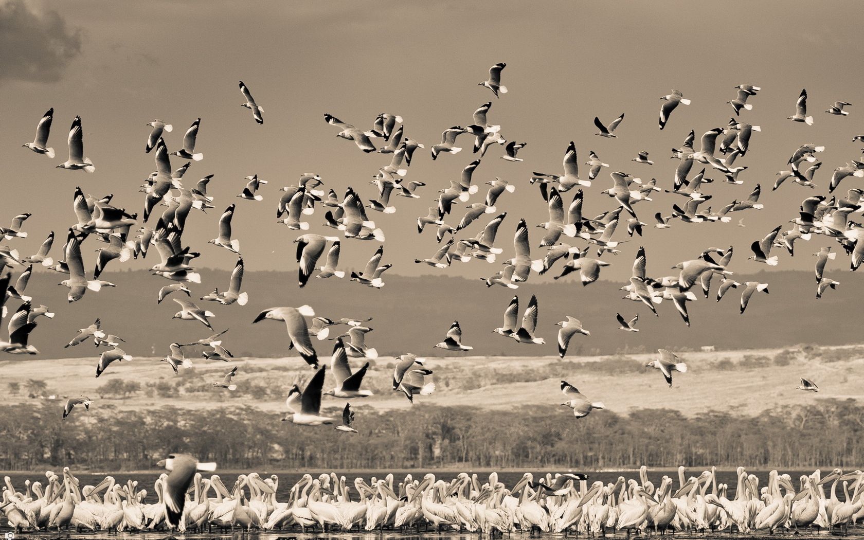 Free download wallpaper Birds, Sky, Nature, Field, Animals on your PC desktop