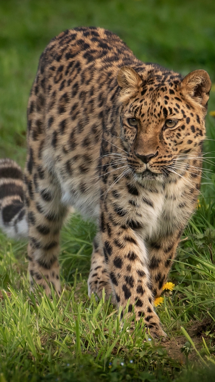 Baixar papel de parede para celular de Animais, Gatos, Leopardo gratuito.