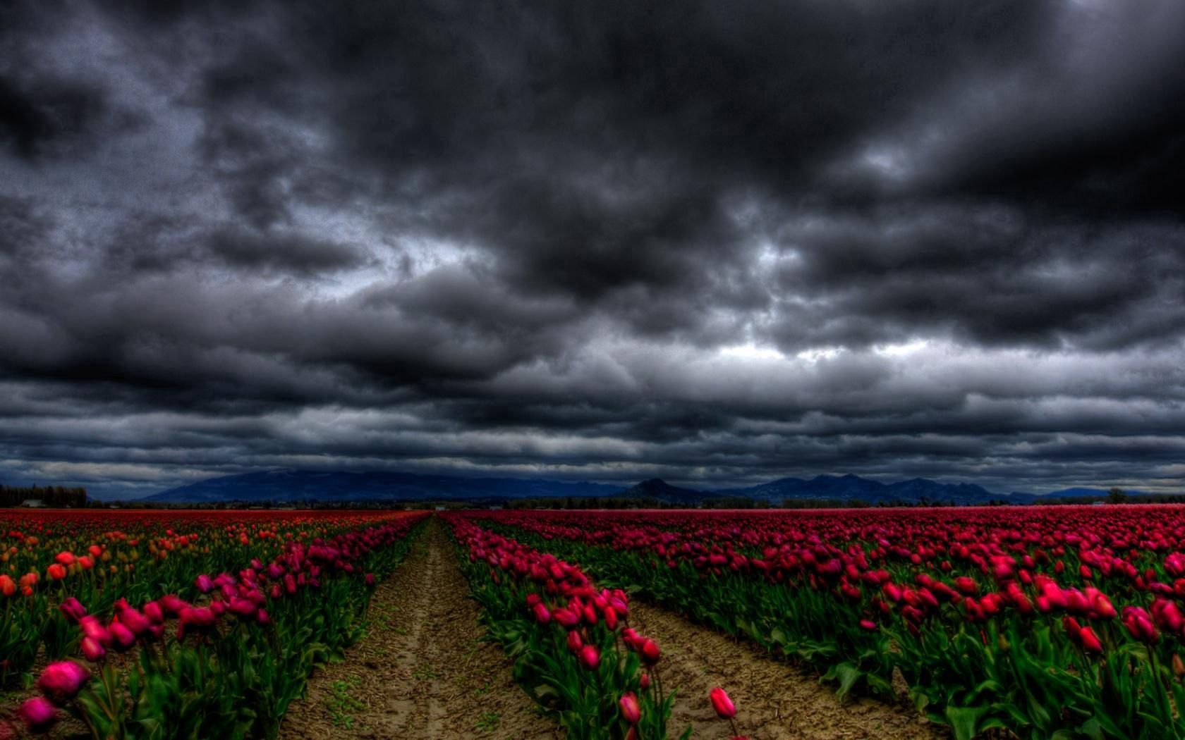 Download mobile wallpaper Field, Clouds, Flowers, Sky, Tulips, Dark for free.