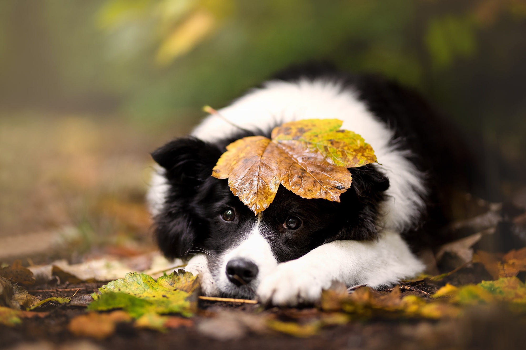 Handy-Wallpaper Tiere, Hunde, Border Collie kostenlos herunterladen.