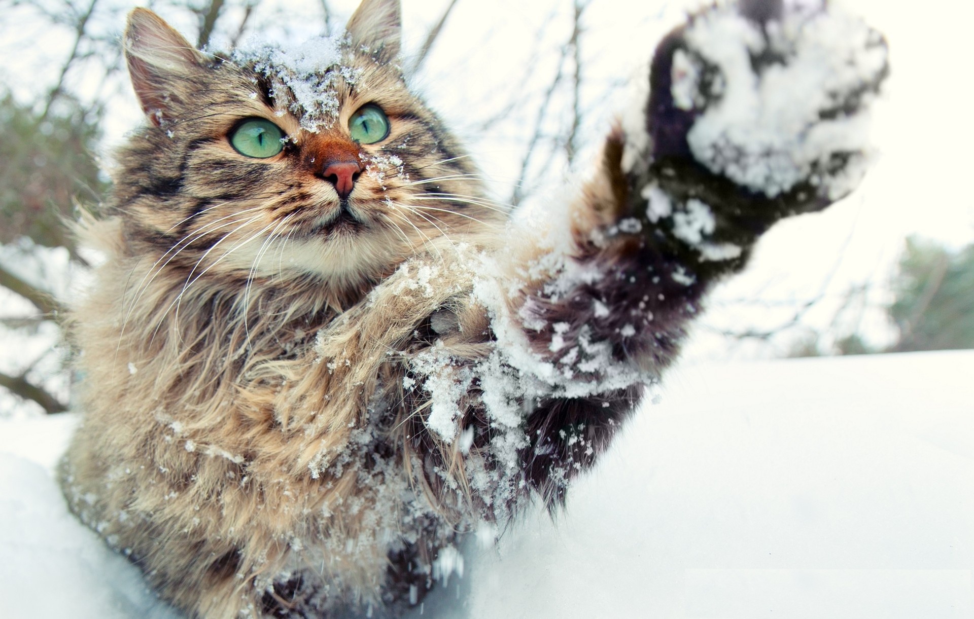 Скачать картинку Животные, Зима, Снег, Кошка, Кошки в телефон бесплатно.