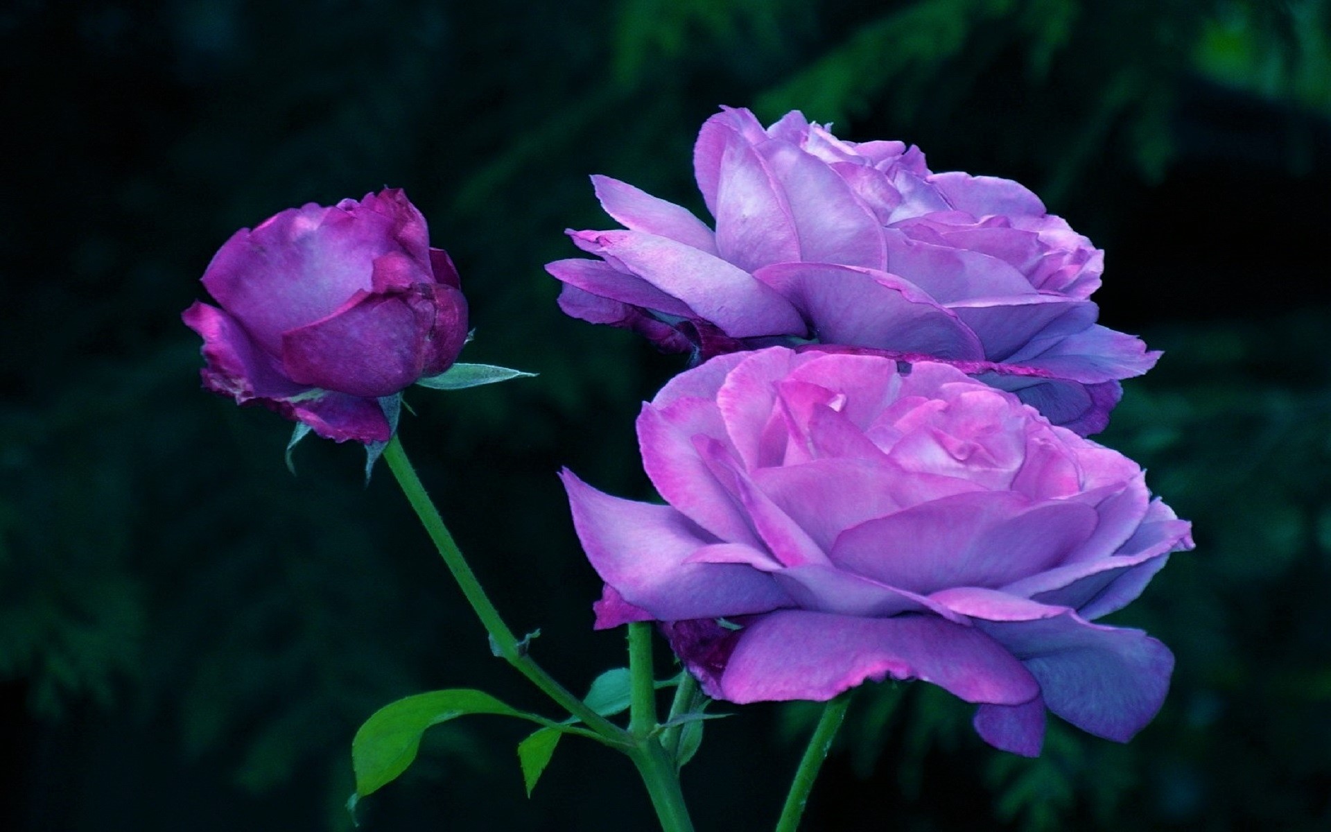Descarga gratis la imagen Flores, Rosa, Flor, Flor Purpura, Tierra/naturaleza en el escritorio de tu PC
