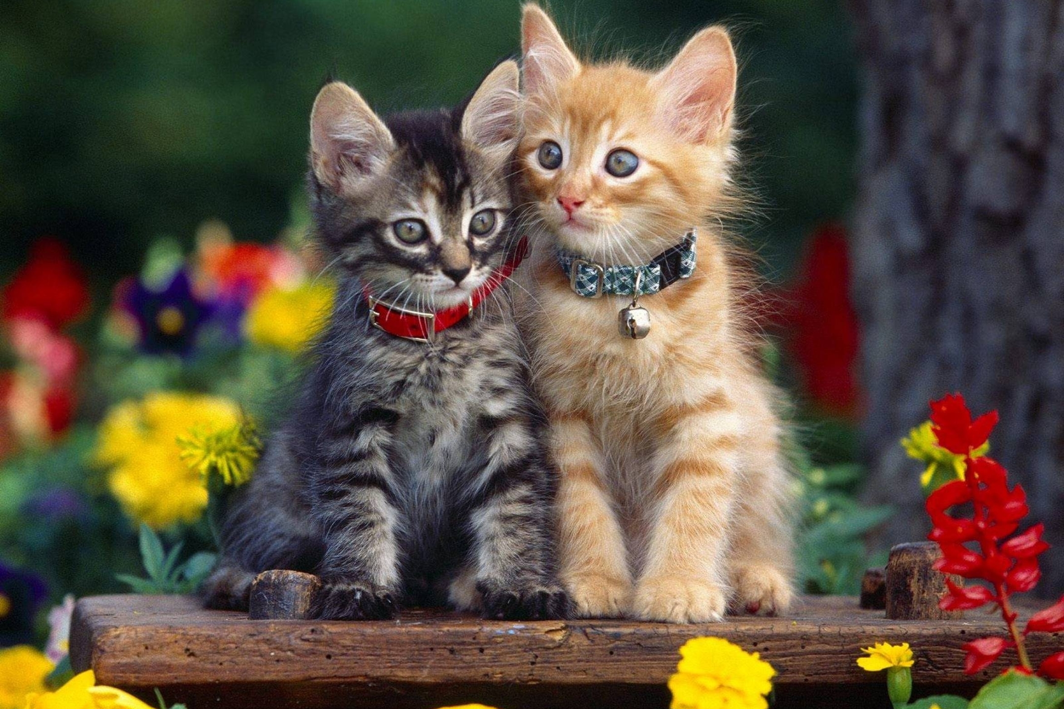 Download mobile wallpaper Cats, Cat, Kitten, Animal, Cute for free.