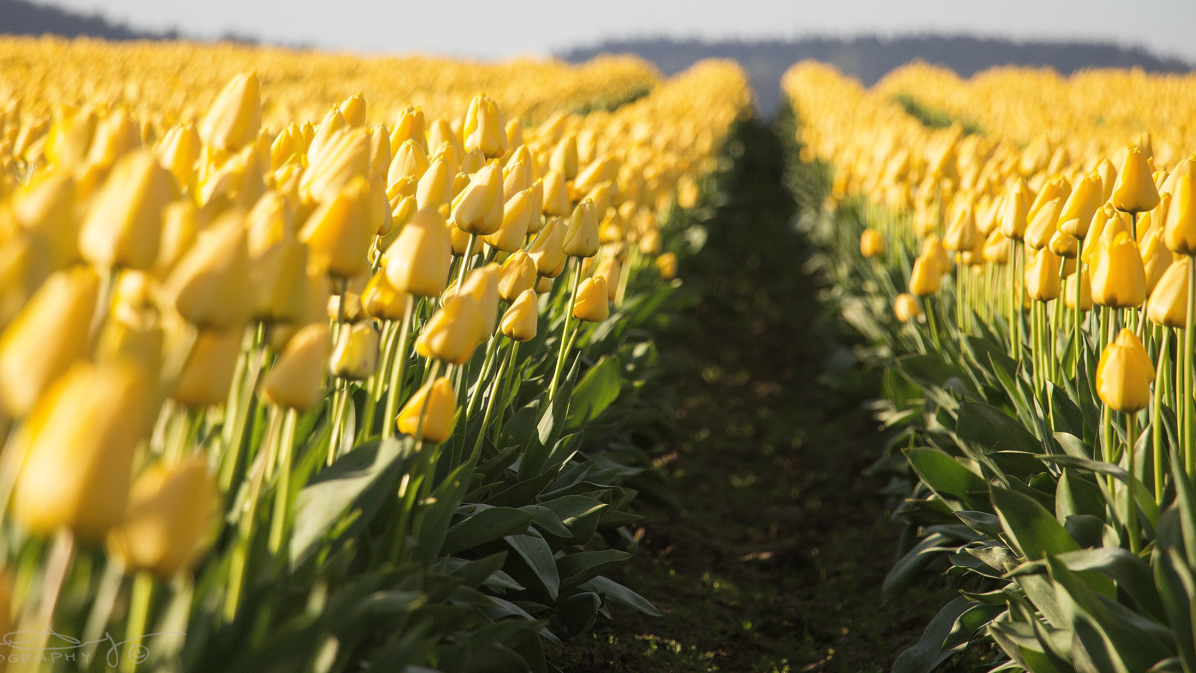 Descarga gratis la imagen Tulipán, Flores, Tierra/naturaleza en el escritorio de tu PC