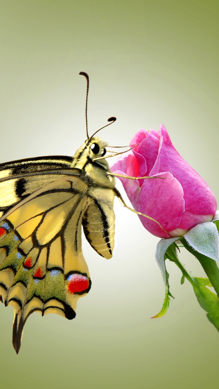 Téléchargez des papiers peints mobile Animaux, Insectes, Fleur, Insecte, Papillon, Machaon, La Nature gratuitement.