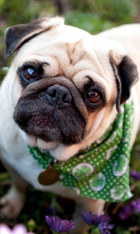 Handy-Wallpaper Tiere, Hunde, Mops kostenlos herunterladen.