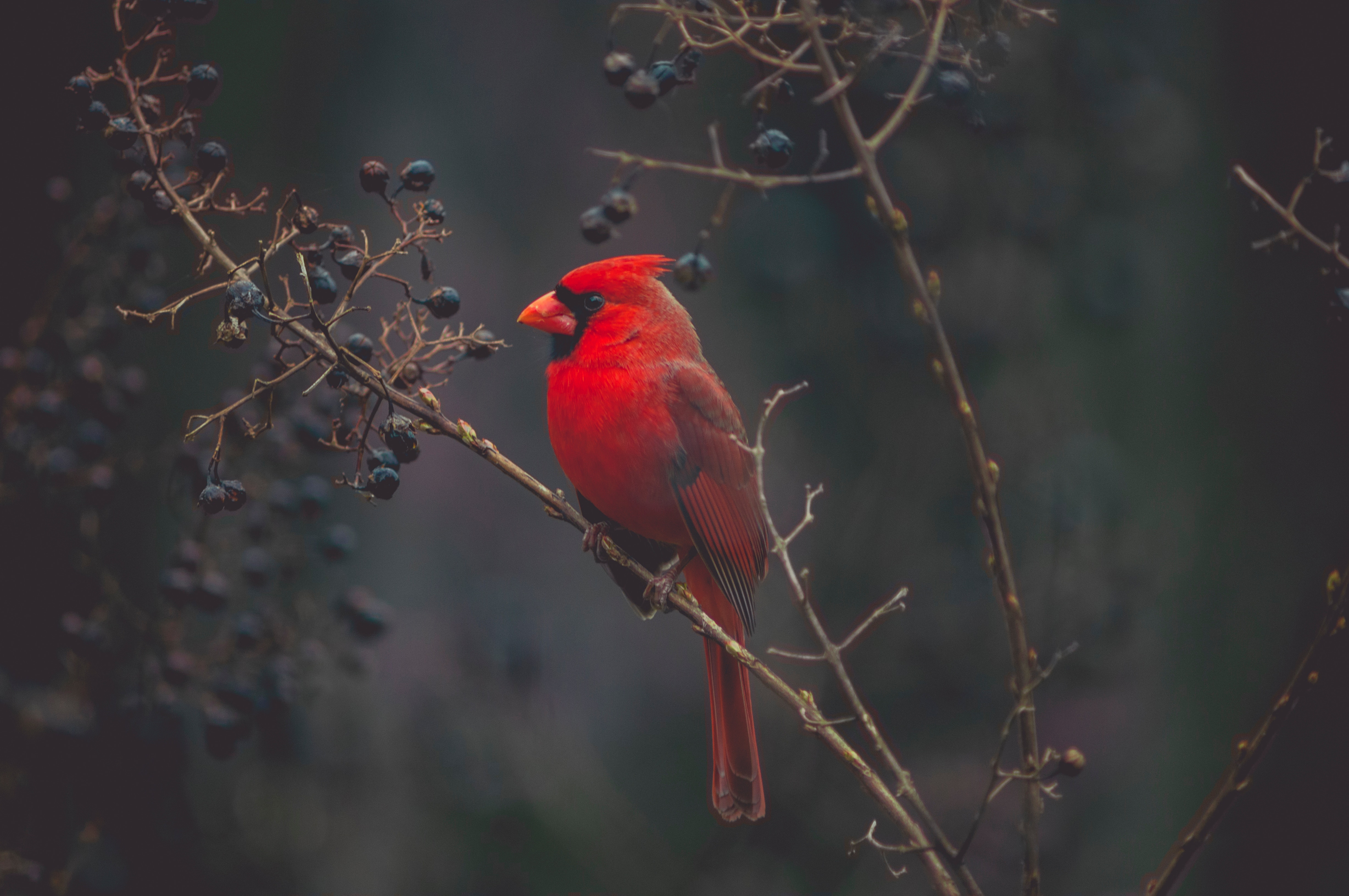 71552 descargar fondo de pantalla color, cardenal, animales, rojo, pájaro, sucursales, ramas: protectores de pantalla e imágenes gratis