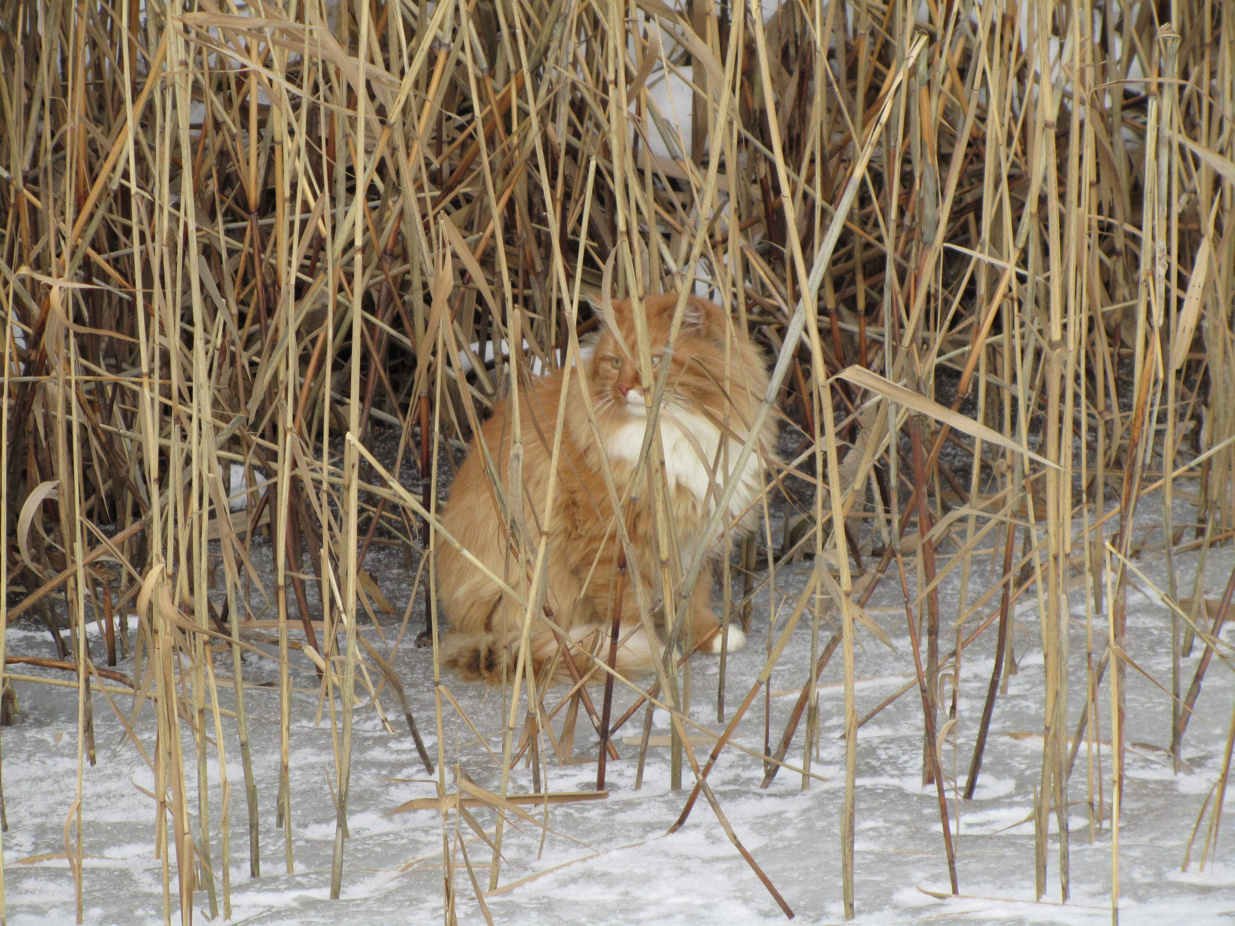 Free download wallpaper Cat, Animal on your PC desktop