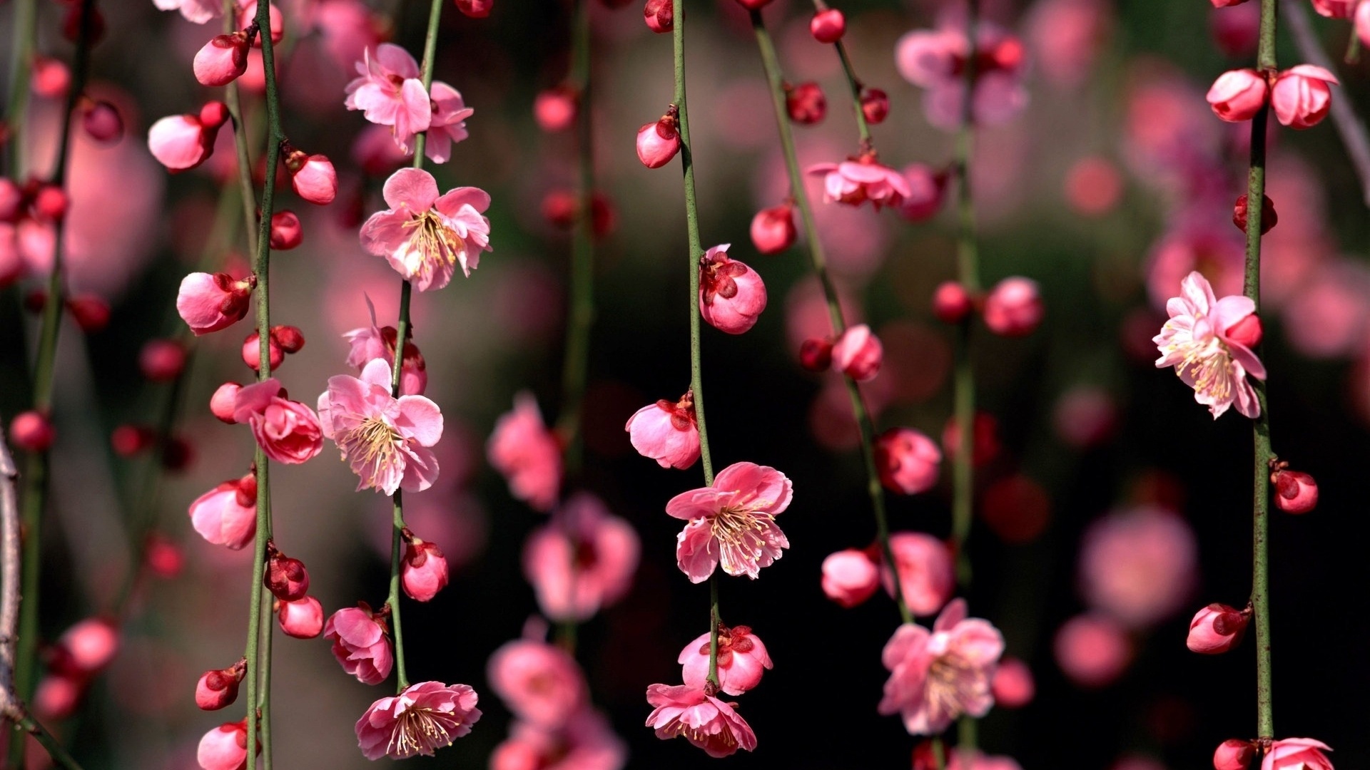 Free download wallpaper Blossom, Flowers, Earth on your PC desktop