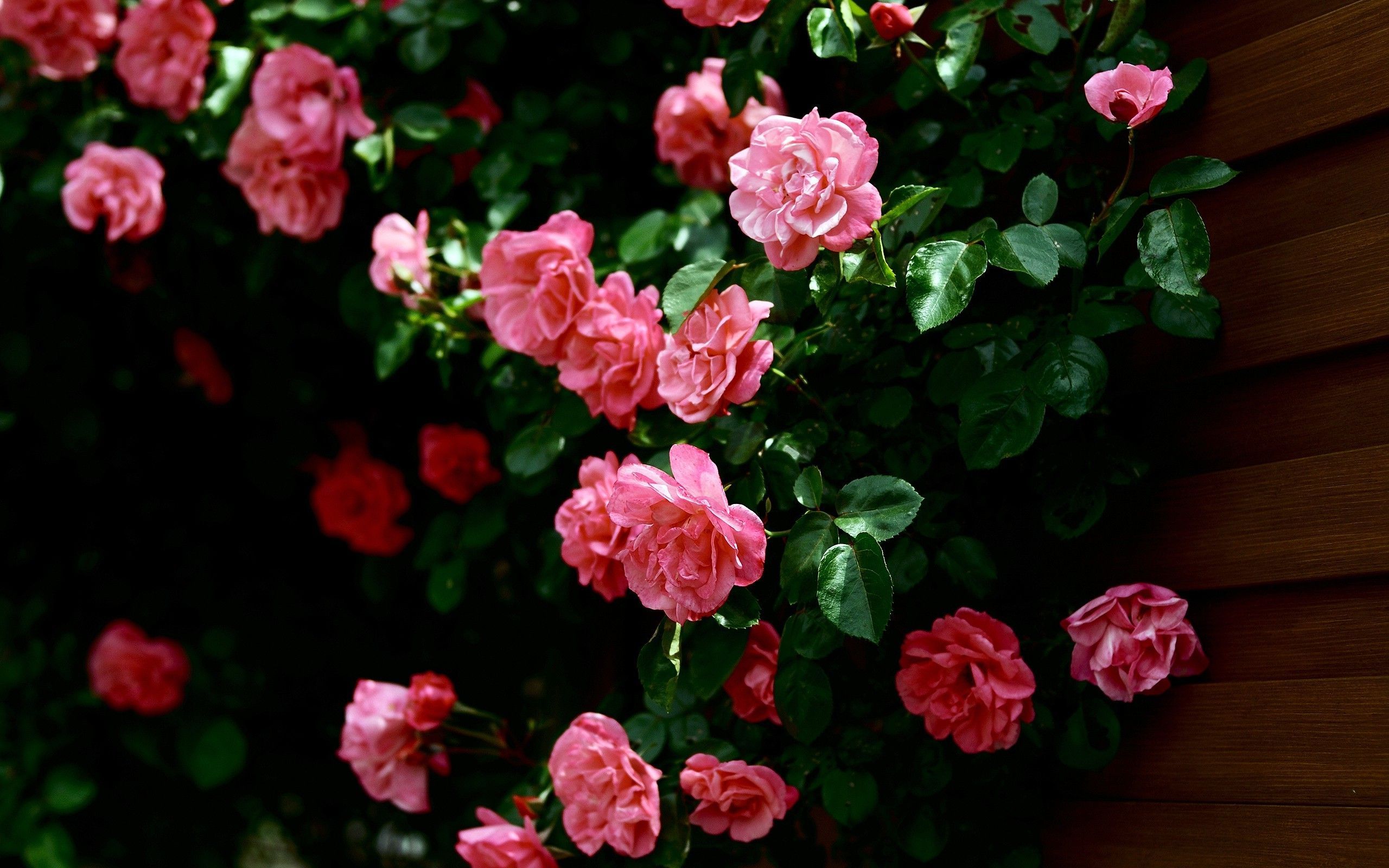 Скачать обои бесплатно Роза, Лист, Земля/природа, Розовый Цветок, Розовый Куст картинка на рабочий стол ПК