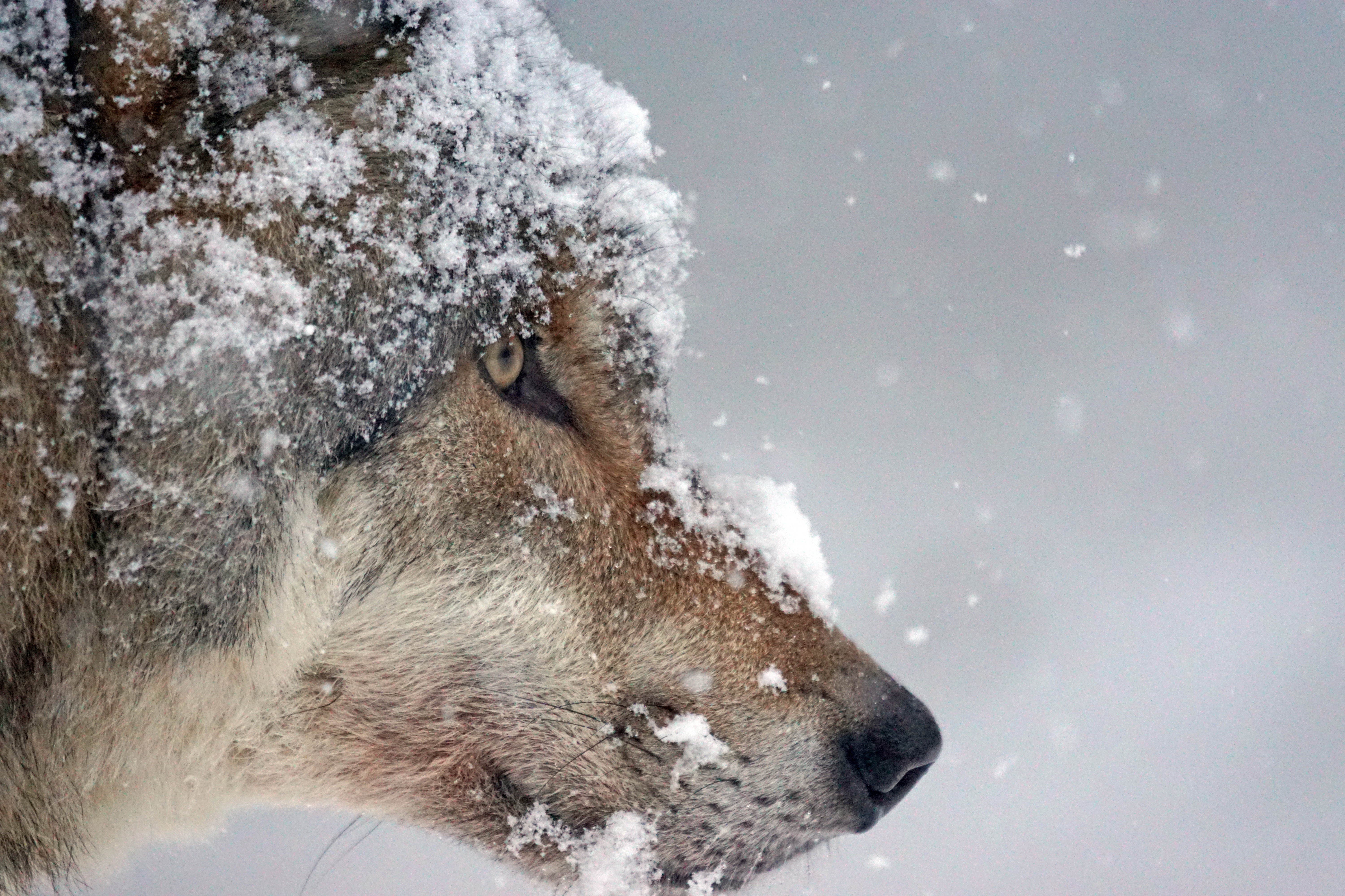 Скачать обои бесплатно Животные, Волки, Морда, Волк, Снегопад картинка на рабочий стол ПК