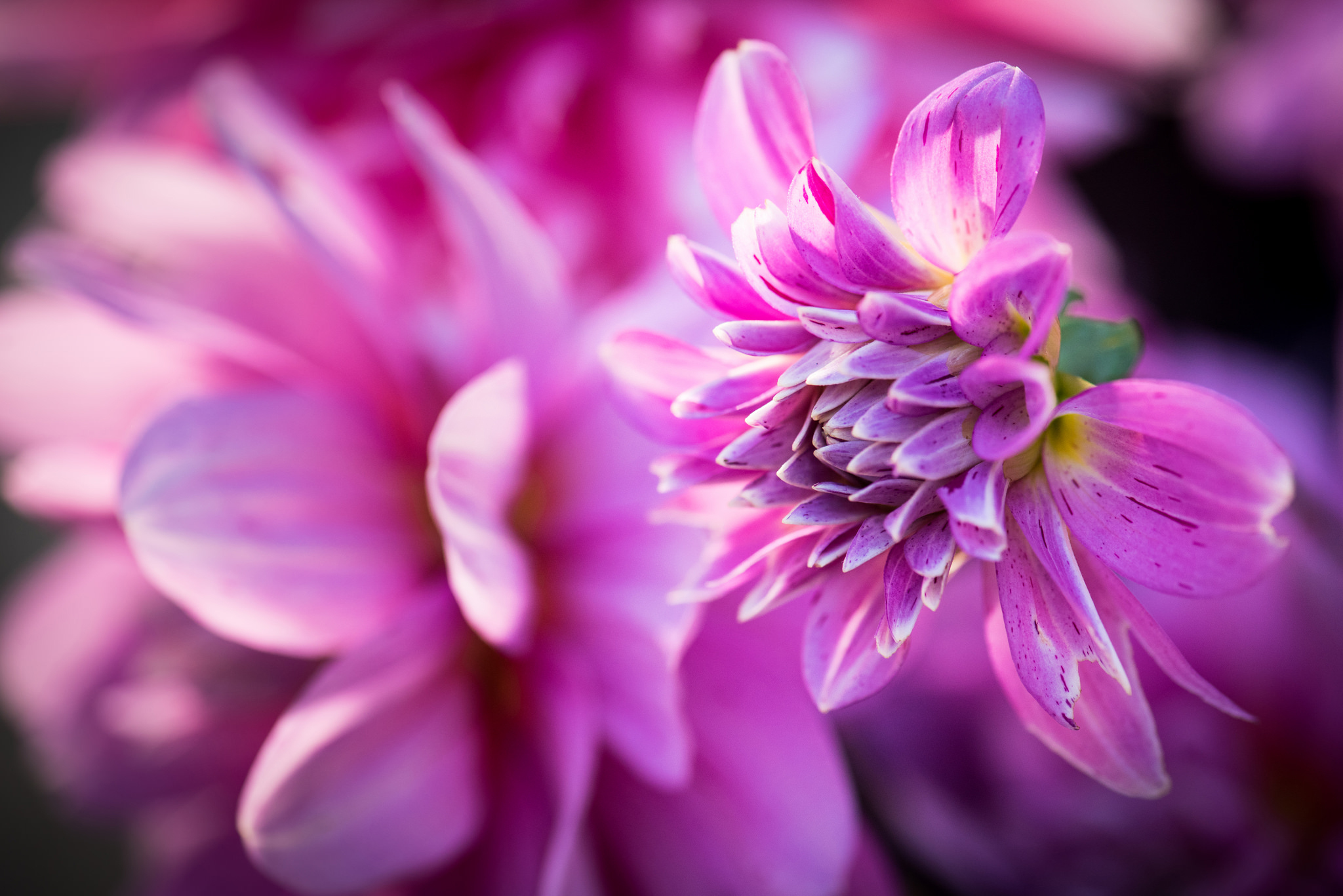 Téléchargez gratuitement l'image Fleurs, Fleur, Macro, Se Brouiller, Dahlia, Terre/nature, Fleur Rose sur le bureau de votre PC