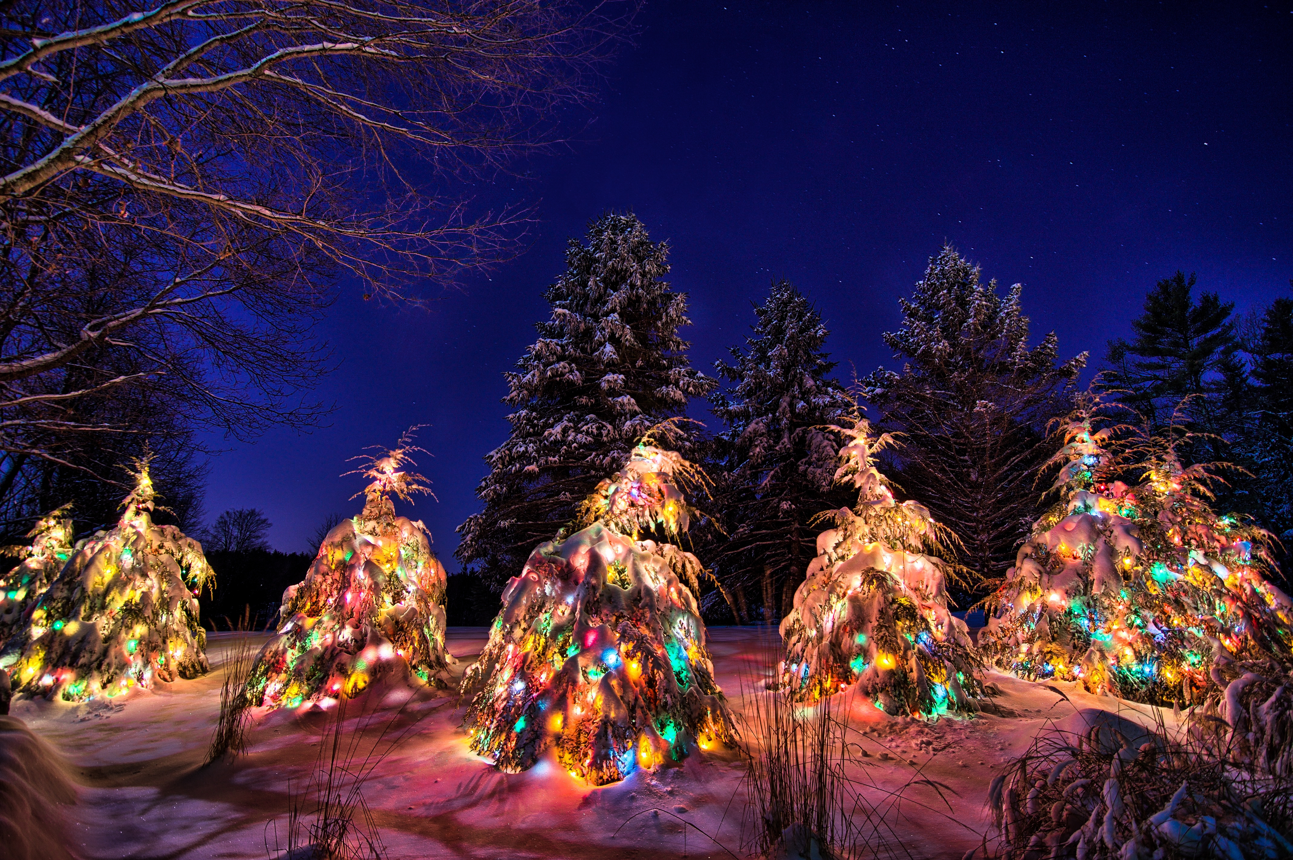christmas tree, holiday, christmas, decoration, forest, light, snow, tree